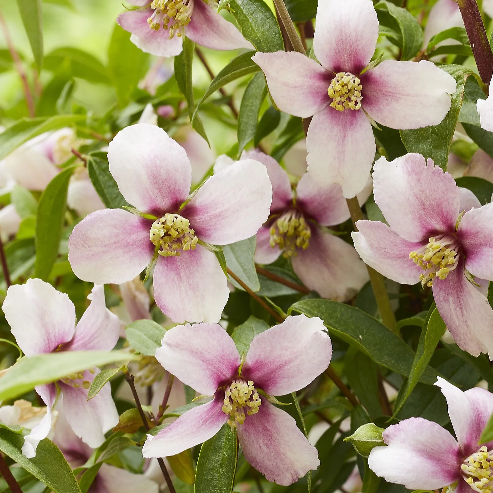 Thompson & Morgan Philadelphus Petite Perfume Pink 10 Litre Pot x 1