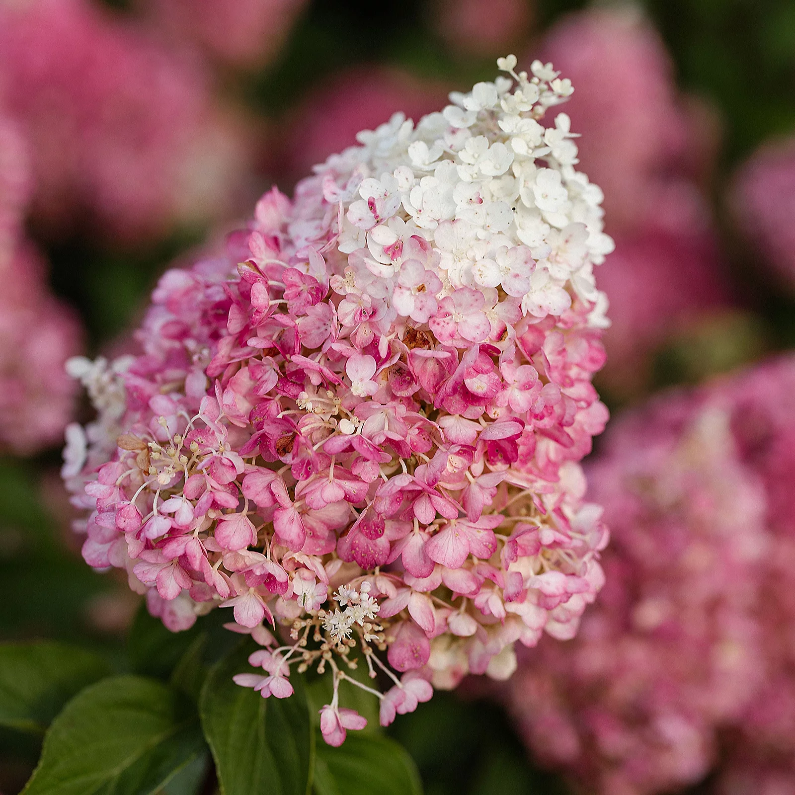 Thompson & Morgan Hydrangea Living Duo