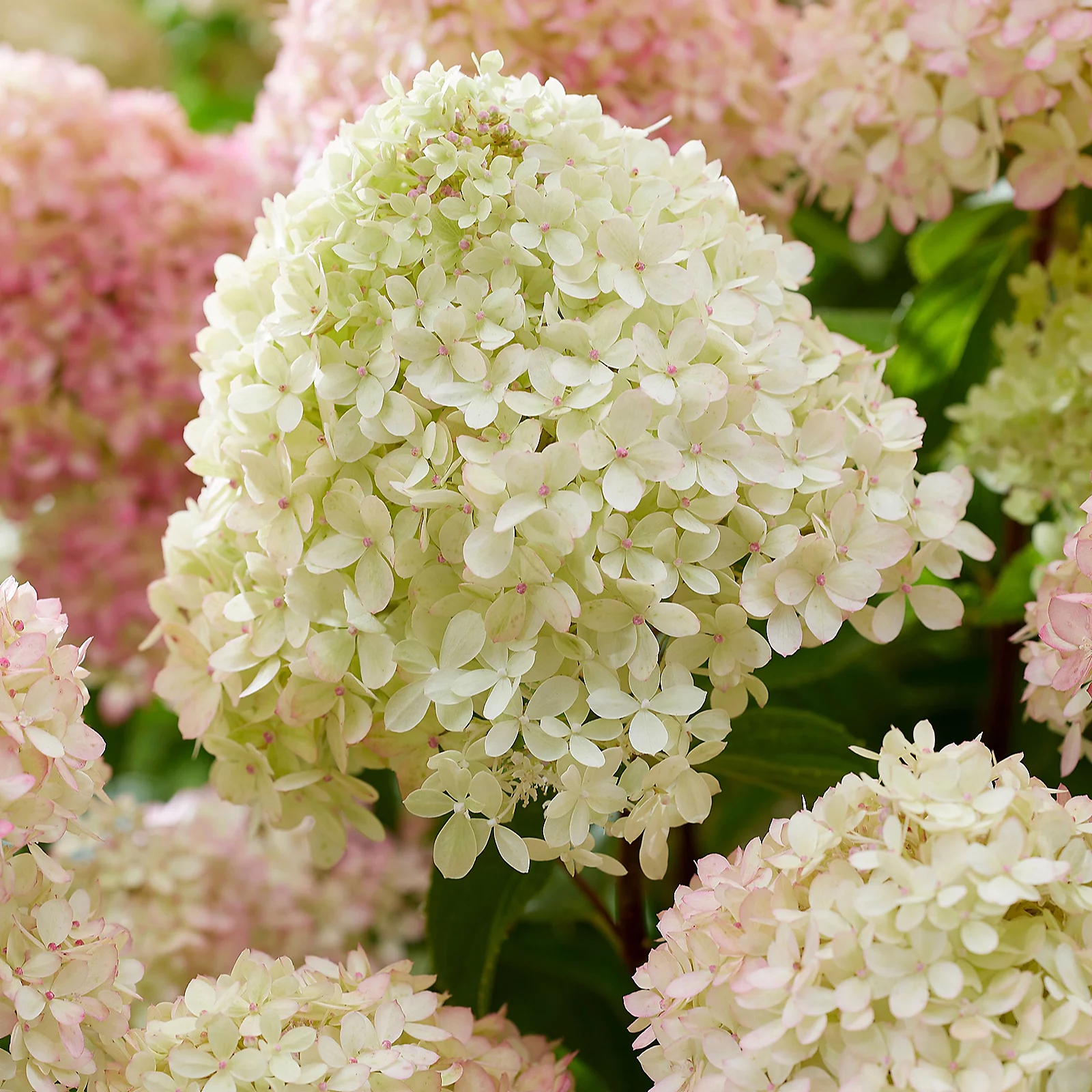 Thompson & Morgan Hydrangea Living Little Trio
