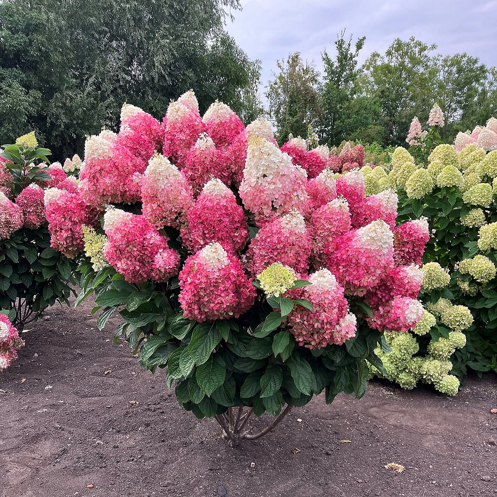 Thompson & Morgan Hydrangea 100 Days in Bloom Collection 1 Litre x3 3 Thompson & Morgan Hydrangea 100 Days in Bloom Collection 1 Litre x3