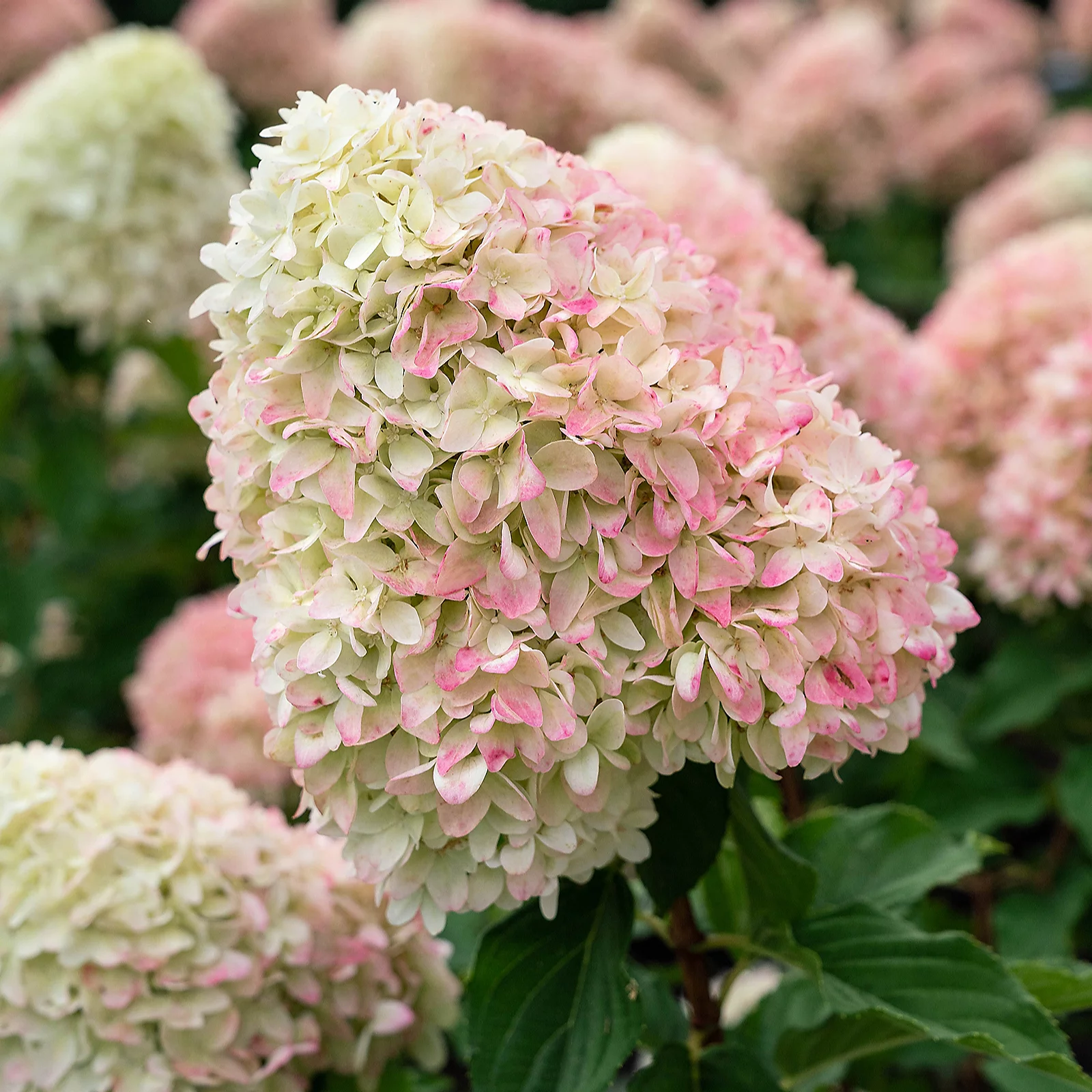 Thompson & Morgan Hydrangea 100 Days in Bloom Collection 1 Litre x3 6 Thompson & Morgan Hydrangea 100 Days in Bloom Collection 1 Litre x3