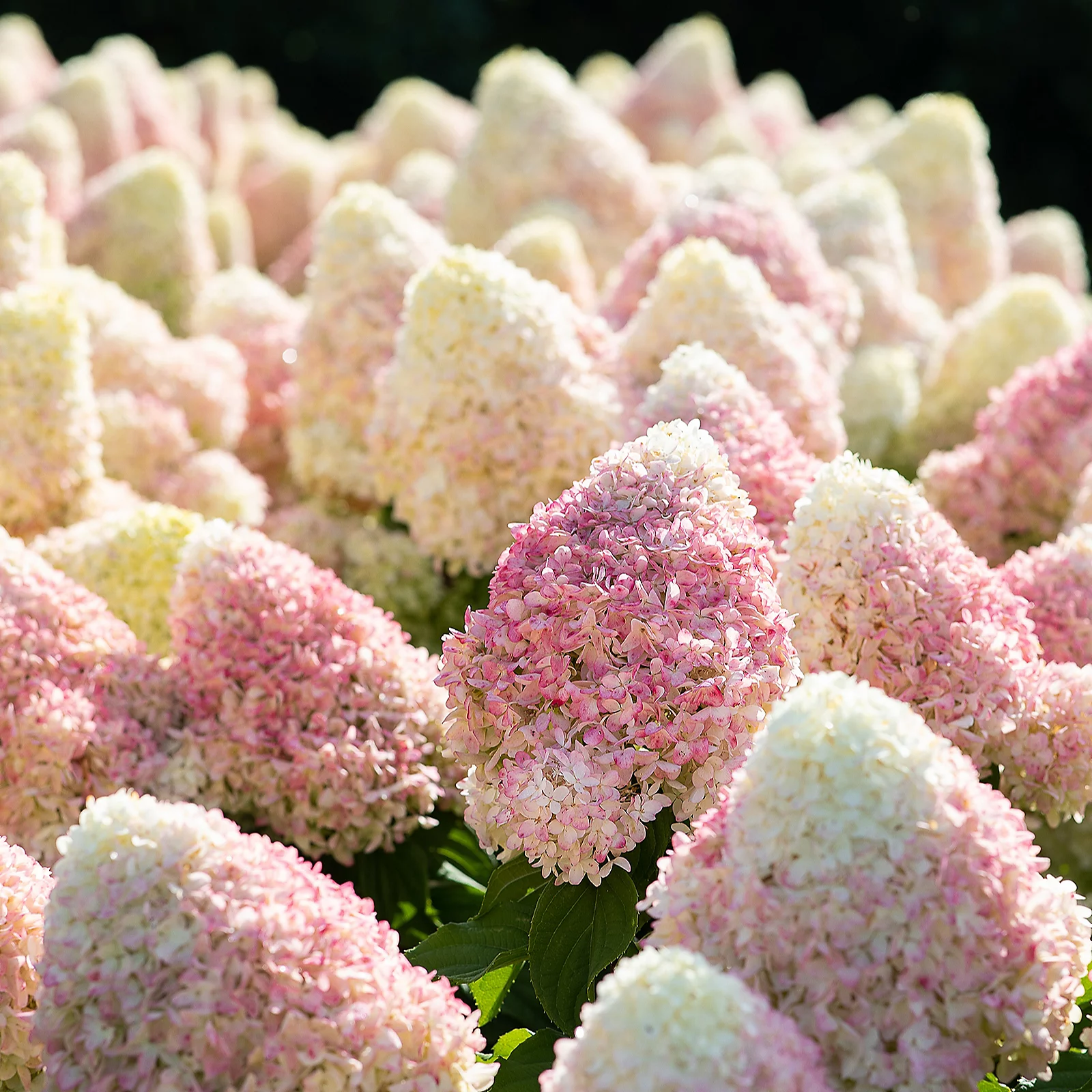 Thompson & Morgan Hydrangea 100 Days in Bloom Collection 1 Litre x3 7 Thompson & Morgan Hydrangea 100 Days in Bloom Collection 1 Litre x3