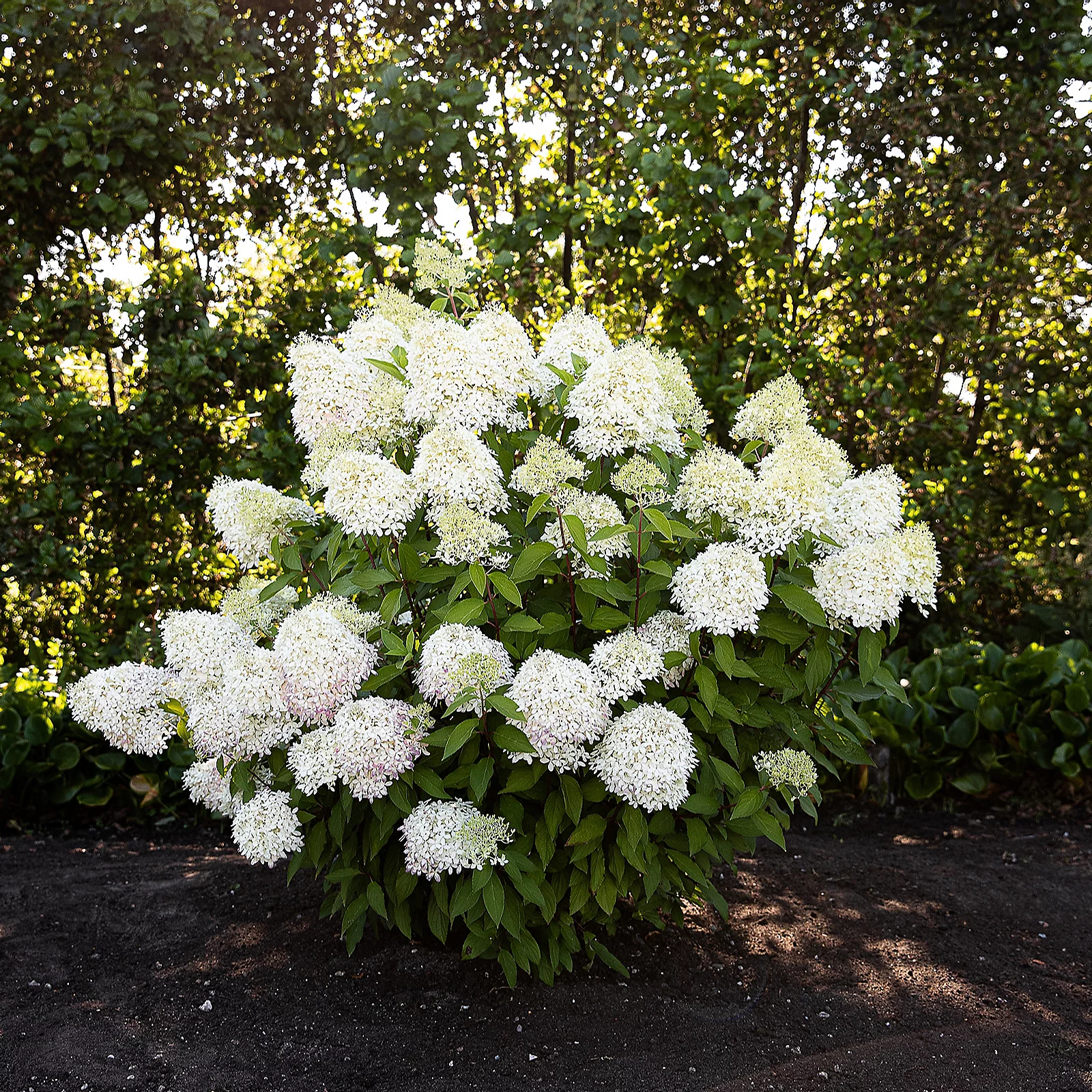 Thompson & Morgan Hydrangea Living Royal Flower 1 Litre Pot x1