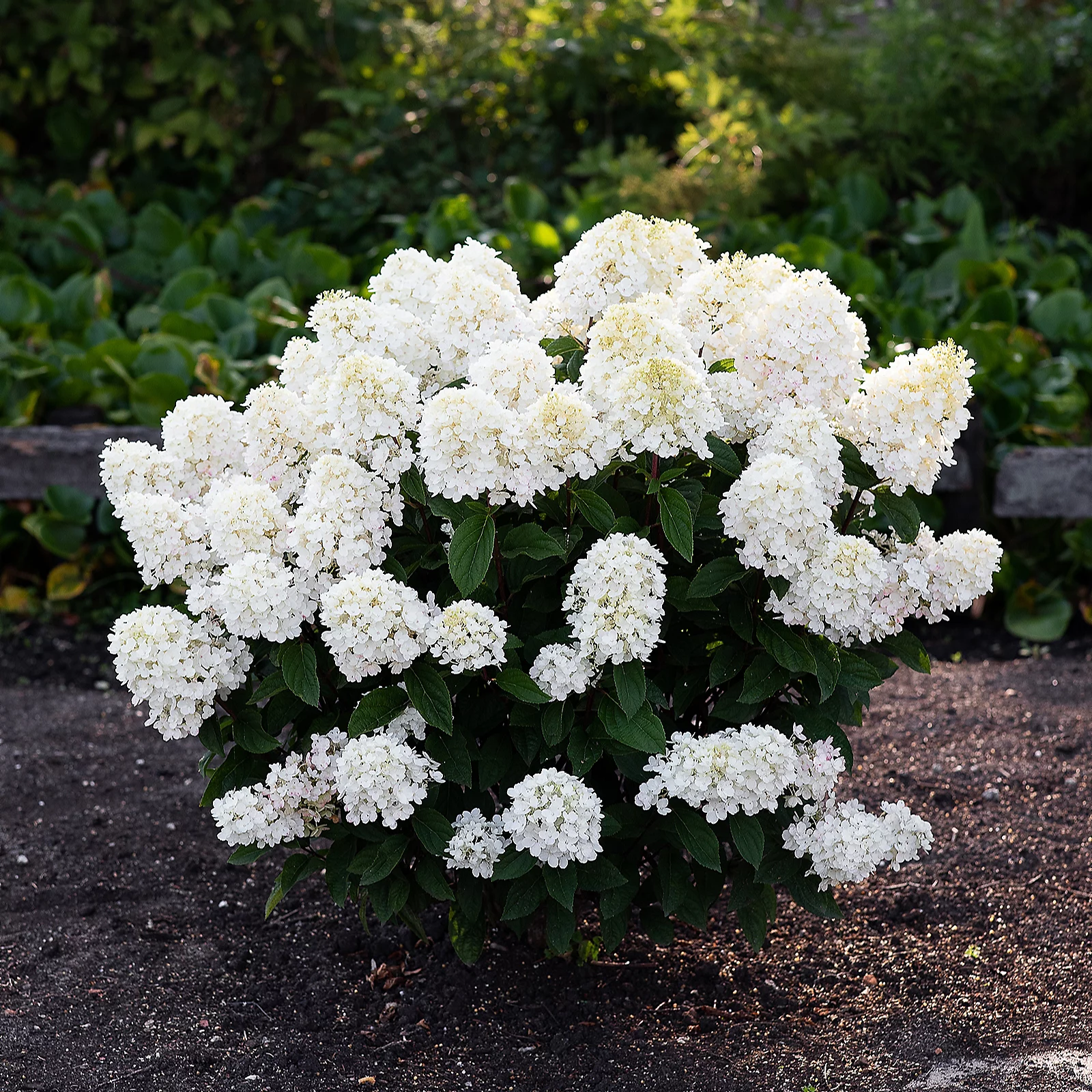 Thompson & Morgan Hydrangea Living Little Blossom 1 Litre Pot x1