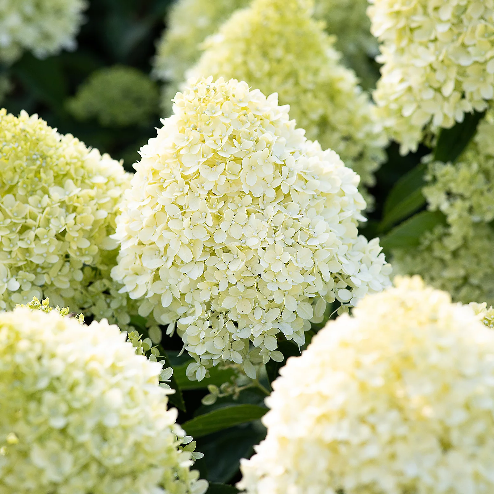 Thompson & Morgan Hydrangea Living 'Blush' Collection 1 Litre Pot x 3