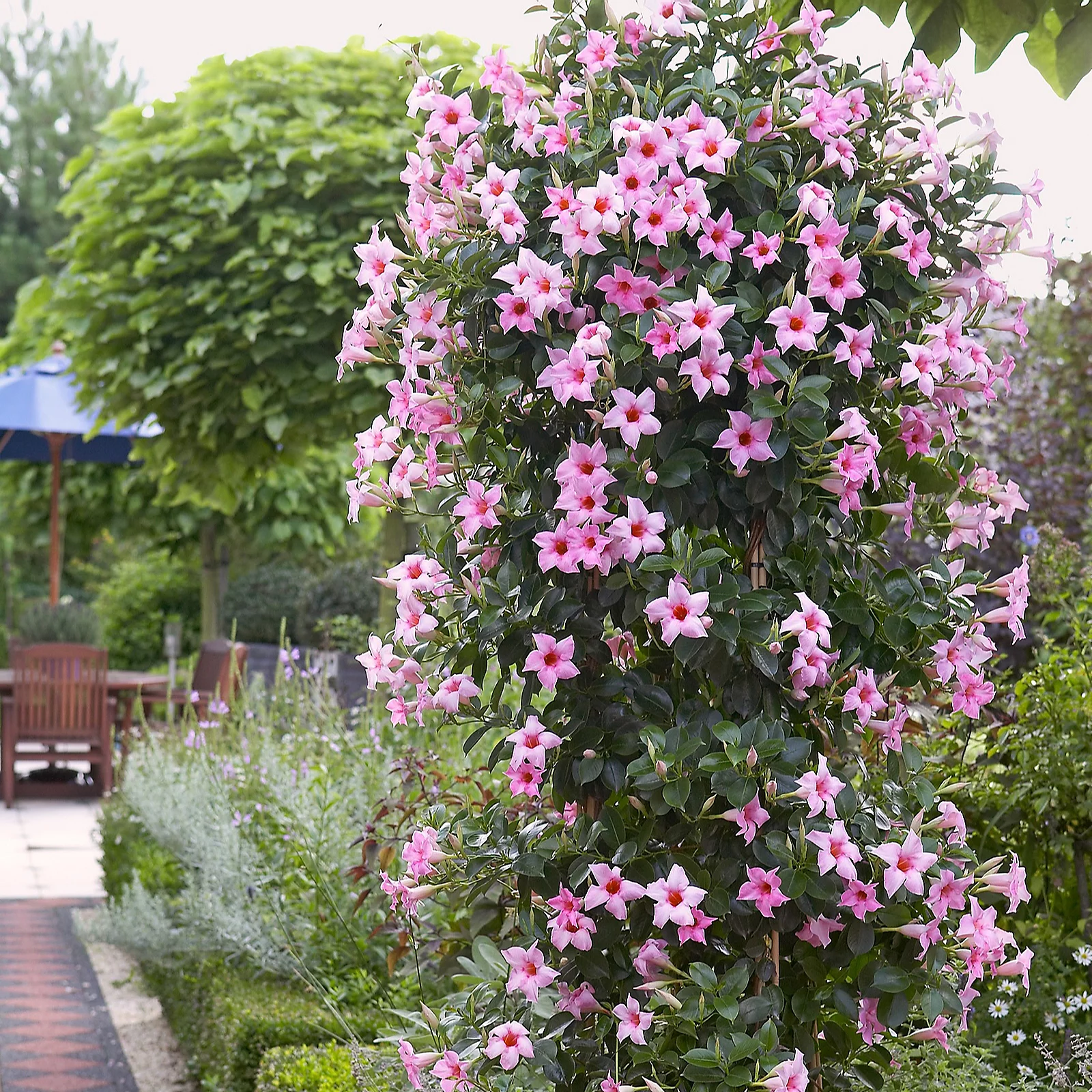 Plants2Gardens Sundaville Duo 2x10.5cm pots