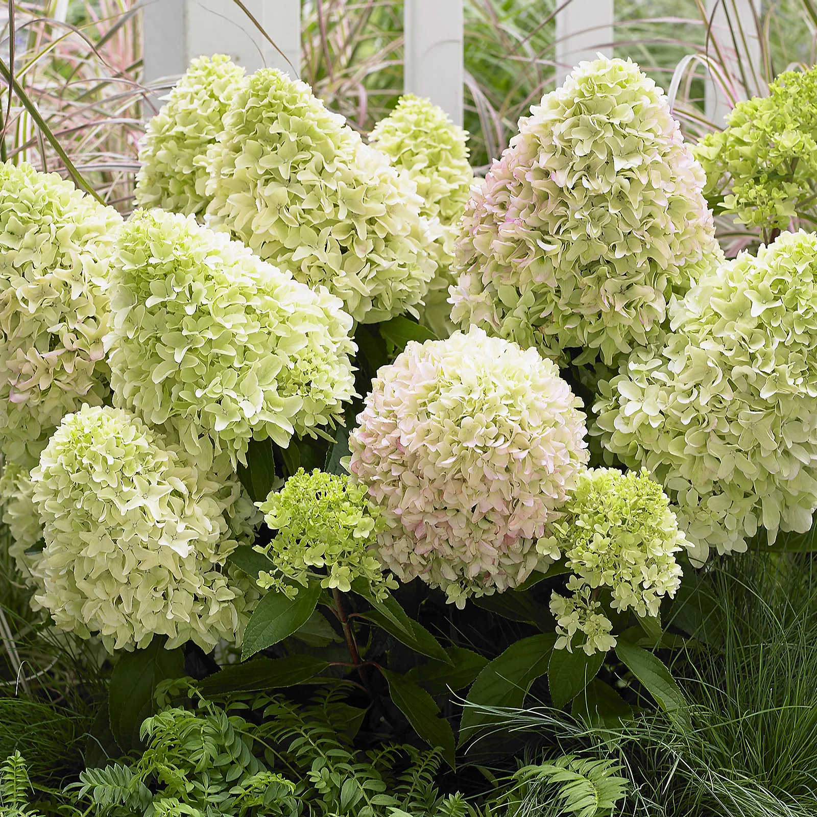 Plants2Gardens Hydrangea Petite Belle in 3 Litre Pot
