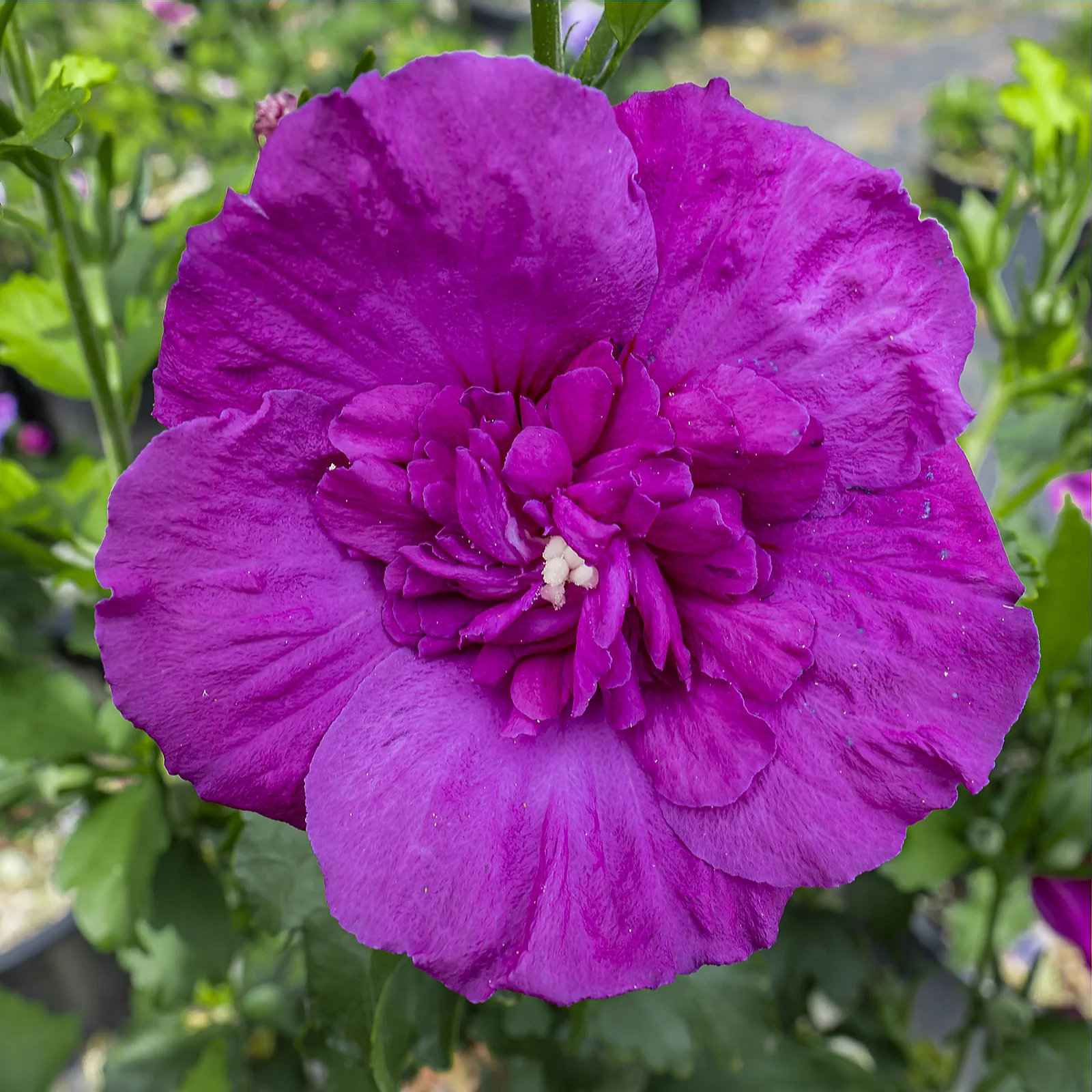 Plants2Gardens Hibiscus Purple Chiffon in 3 Litre Pot