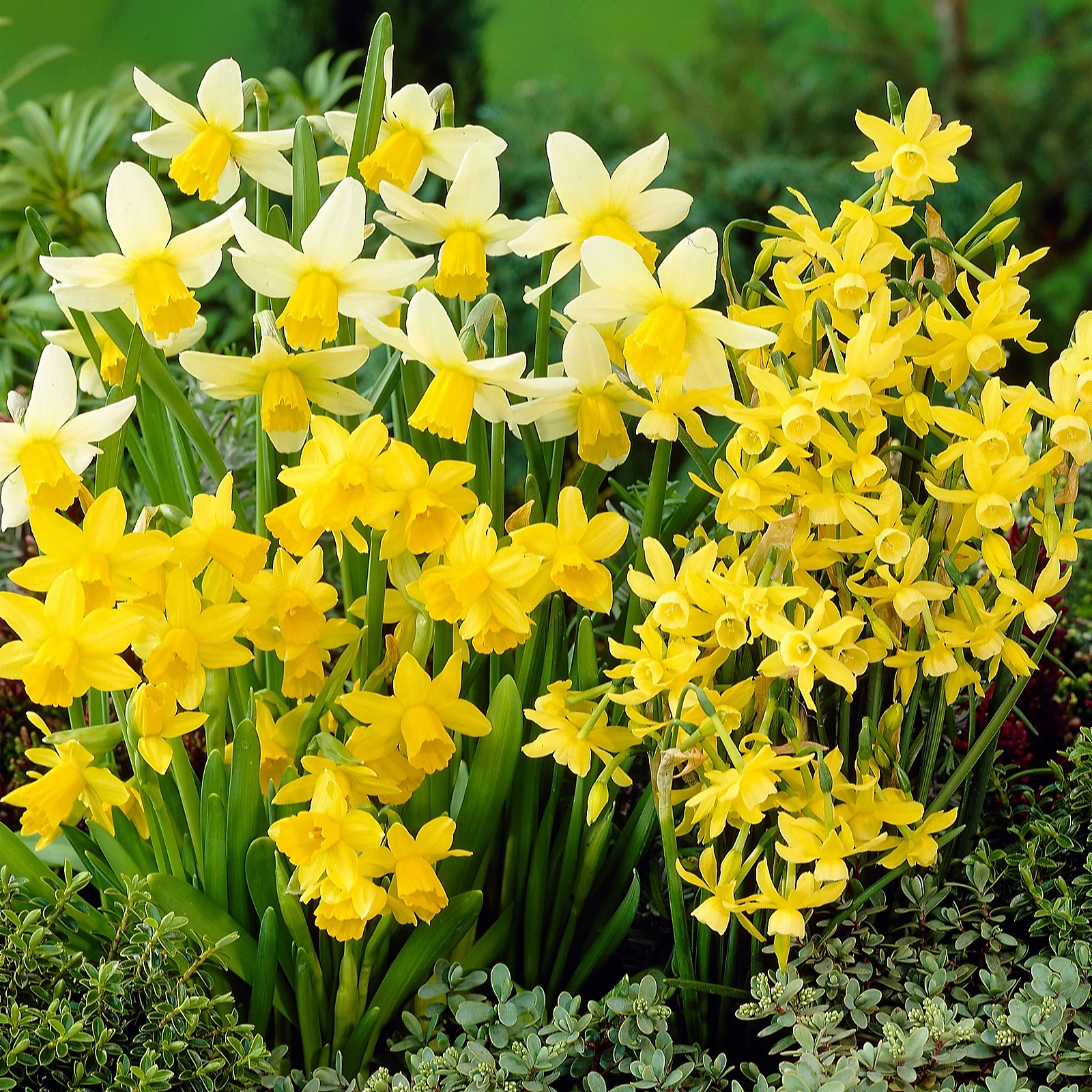 YouGarden Miniature Narcissus Collection x70 Bulbs