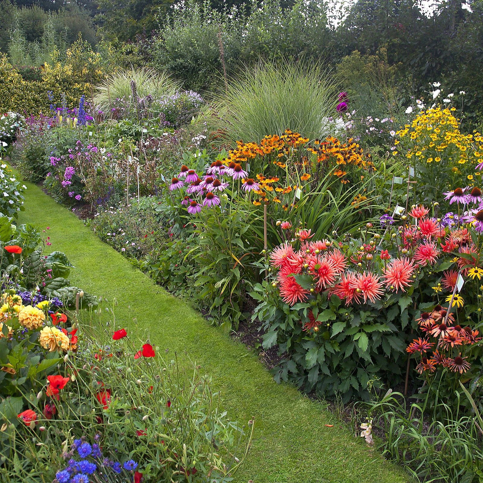 Thompson & Morgan Nurserymans Cottage Garden Perennials 18 x 9cm Pots