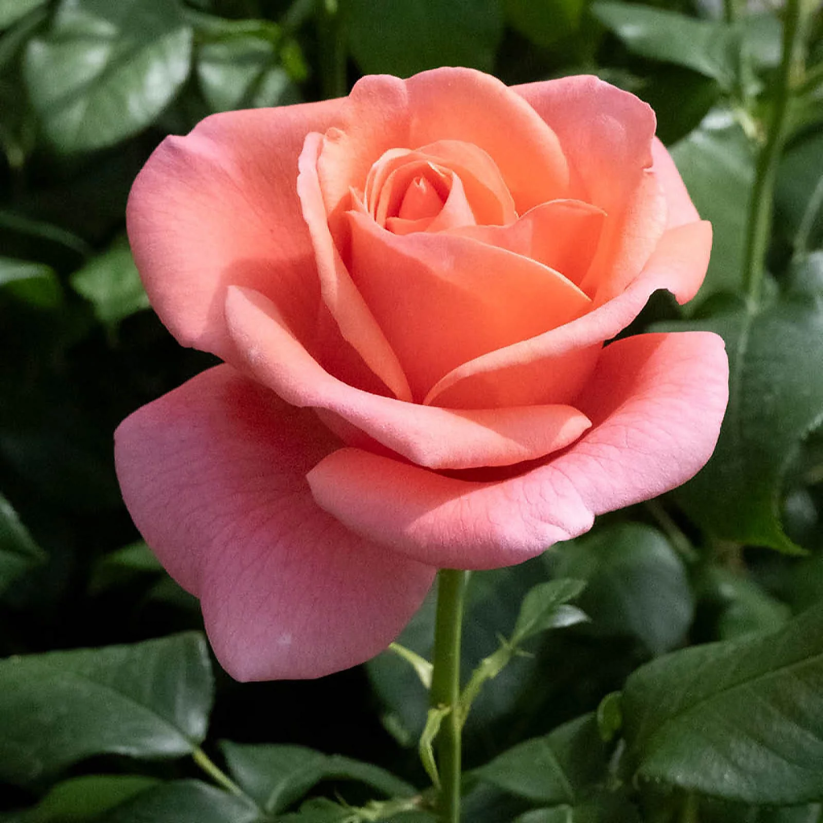 Harkness Roses 'Catherine's Rose' Bare Root