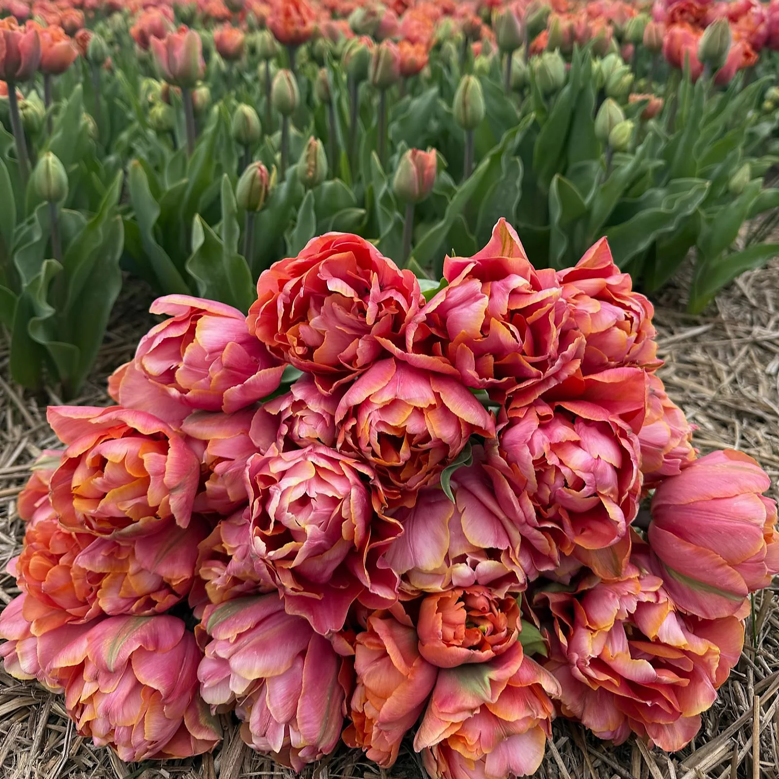 Thompson & Morgan Tulip Coral Ruffles 8 bulbs