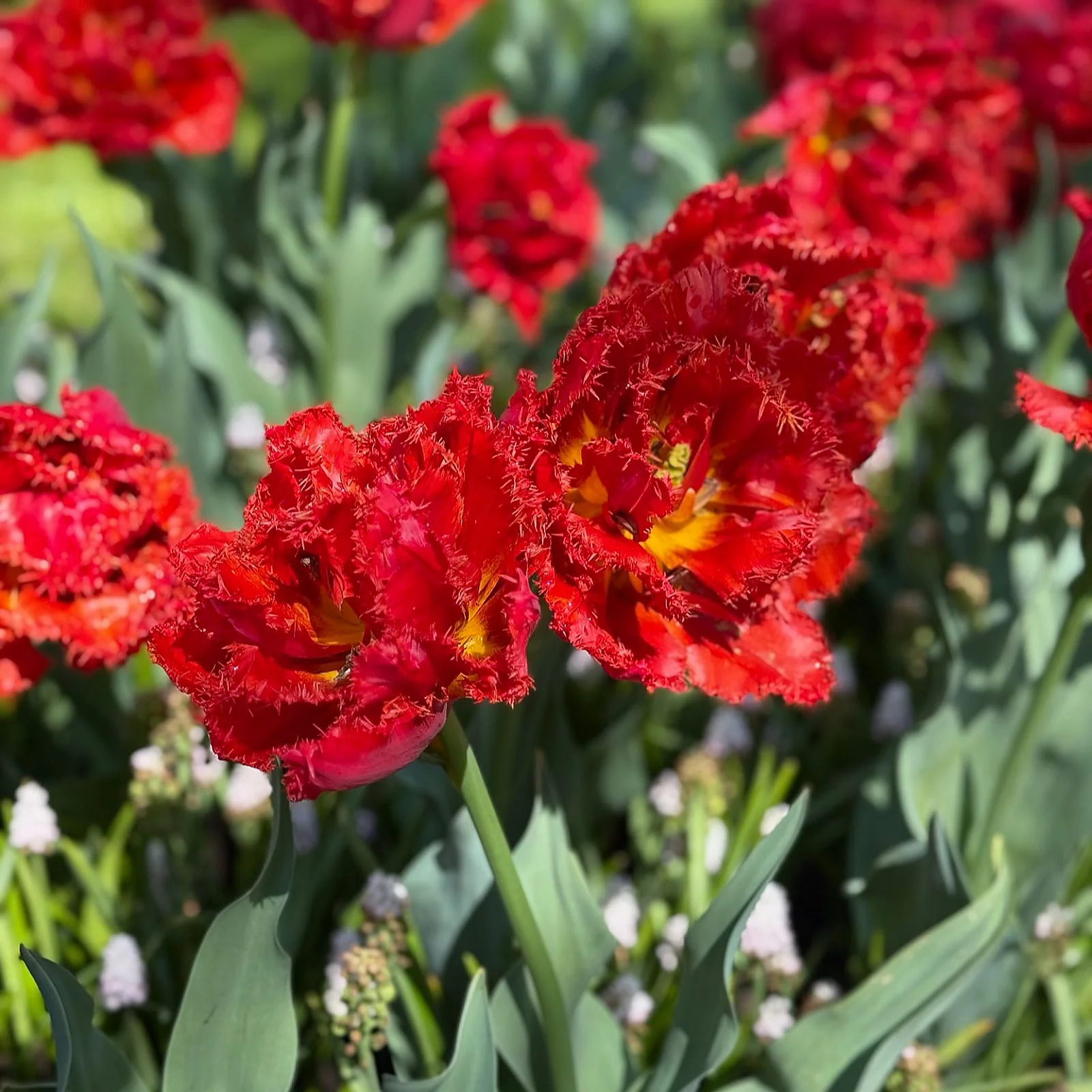 Thompson & Morgan Tulip Romance Collection 16 Bulbs