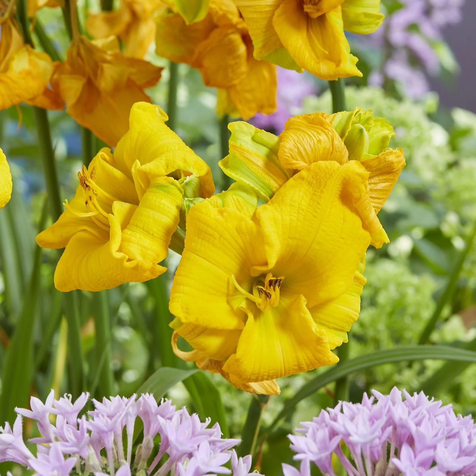 Thompson & Morgan Hemerocallis See You Tomorrow 2 Litre Pot x 1
