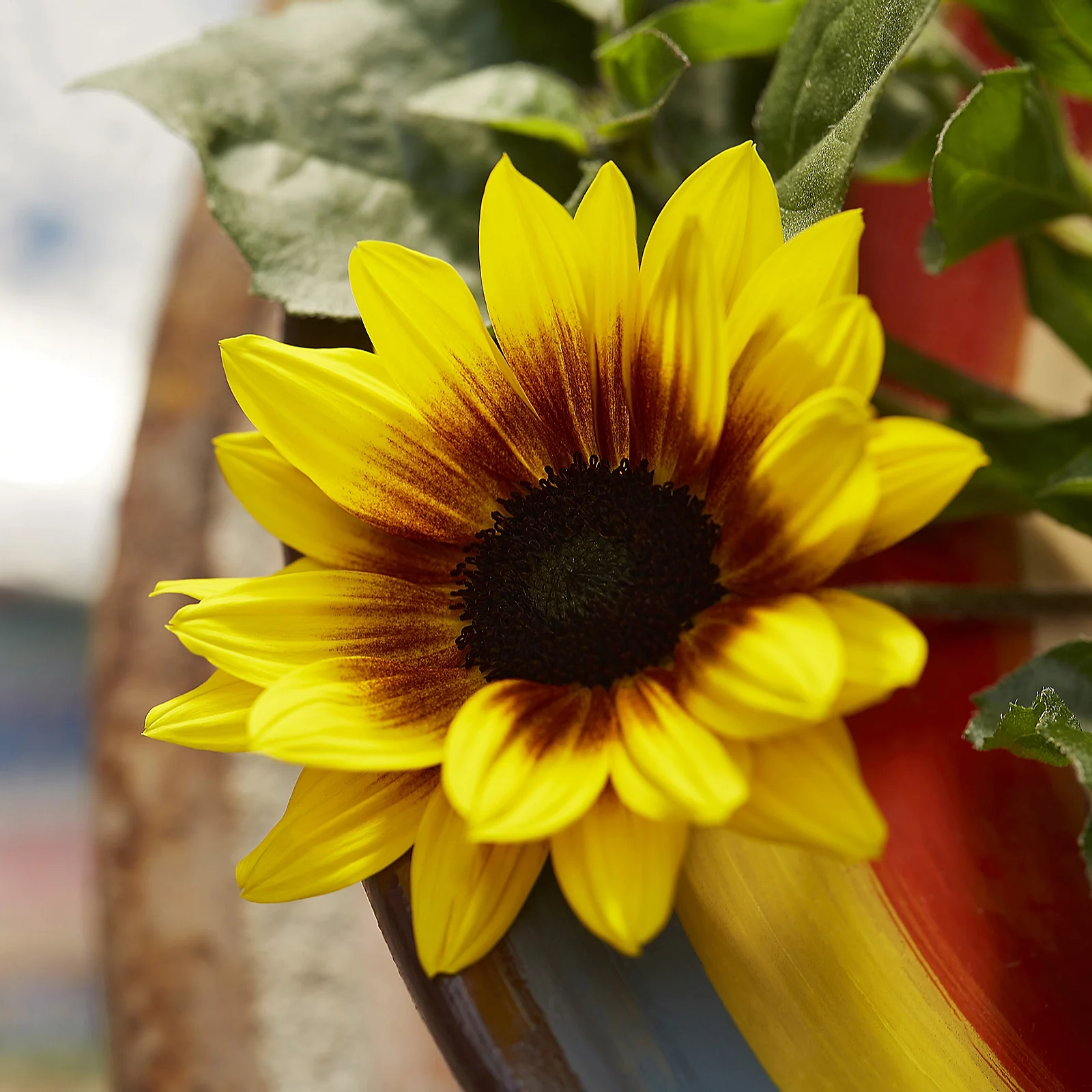 YouGarden Patio Sunflower 'Sunbelievable Brown Eyed Girl' in a 3L pot