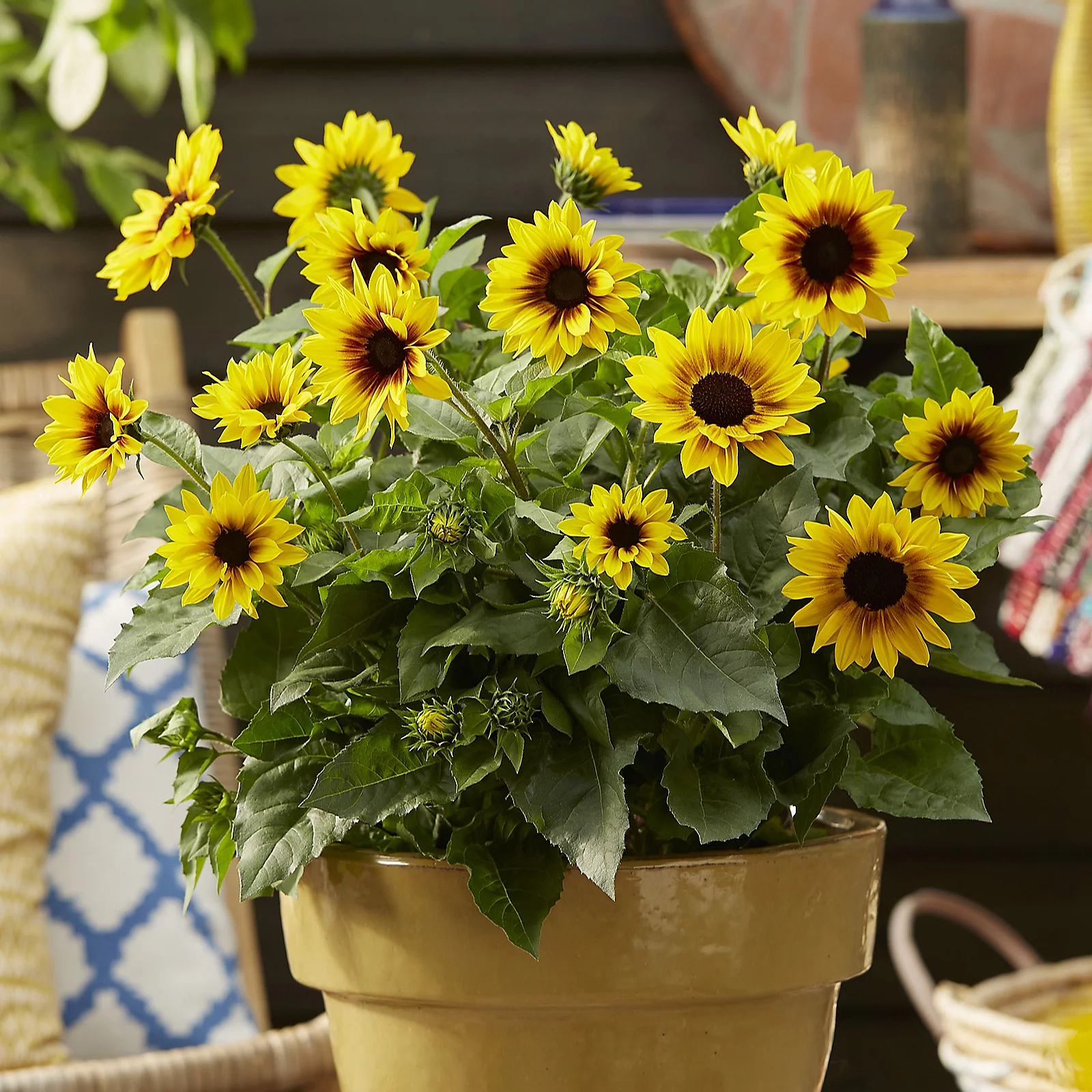 YouGarden Patio Sunflower 'Sunbelievable Brown Eyed Girl' in a 3L pot 3 YouGarden Patio Sunflower 'Sunbelievable Brown Eyed Girl' in a 3L pot