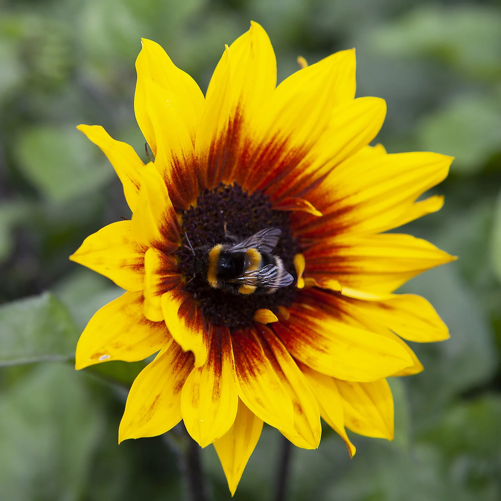 YouGarden Patio Sunflower 'Sunbelievable Brown Eyed Girl' in a 3L pot 4 YouGarden Patio Sunflower 'Sunbelievable Brown Eyed Girl' in a 3L pot