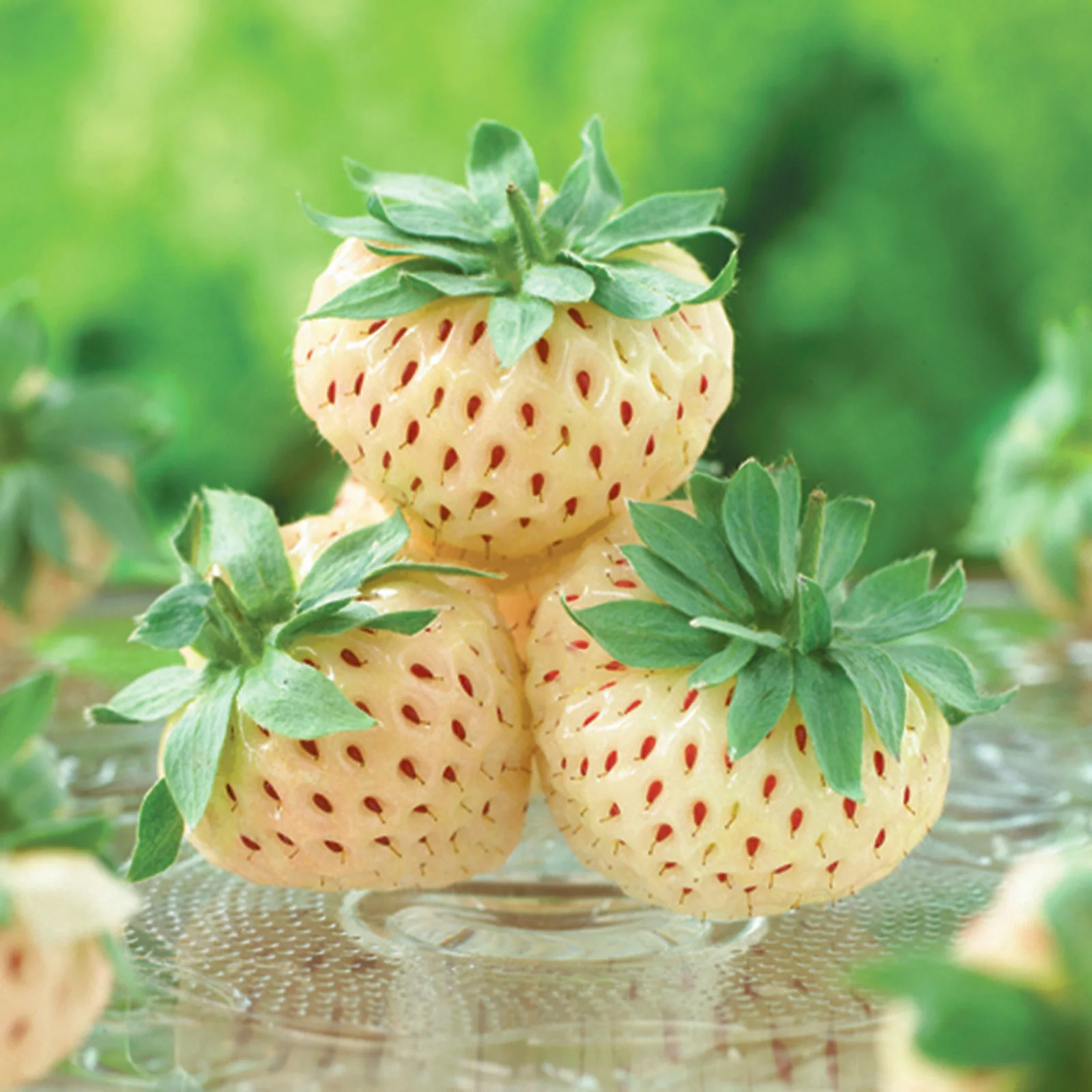 YouGarden White Strawberry 'Pineberry' in 9cm pots x6