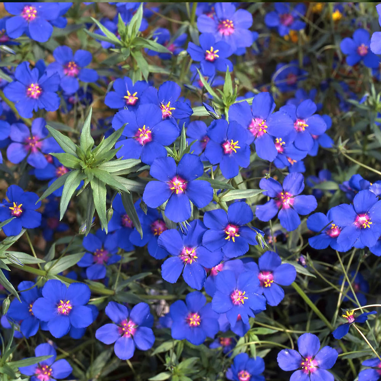 YouGarden Anagallis 'Skylover' Blue Pimpernel plug plants x6