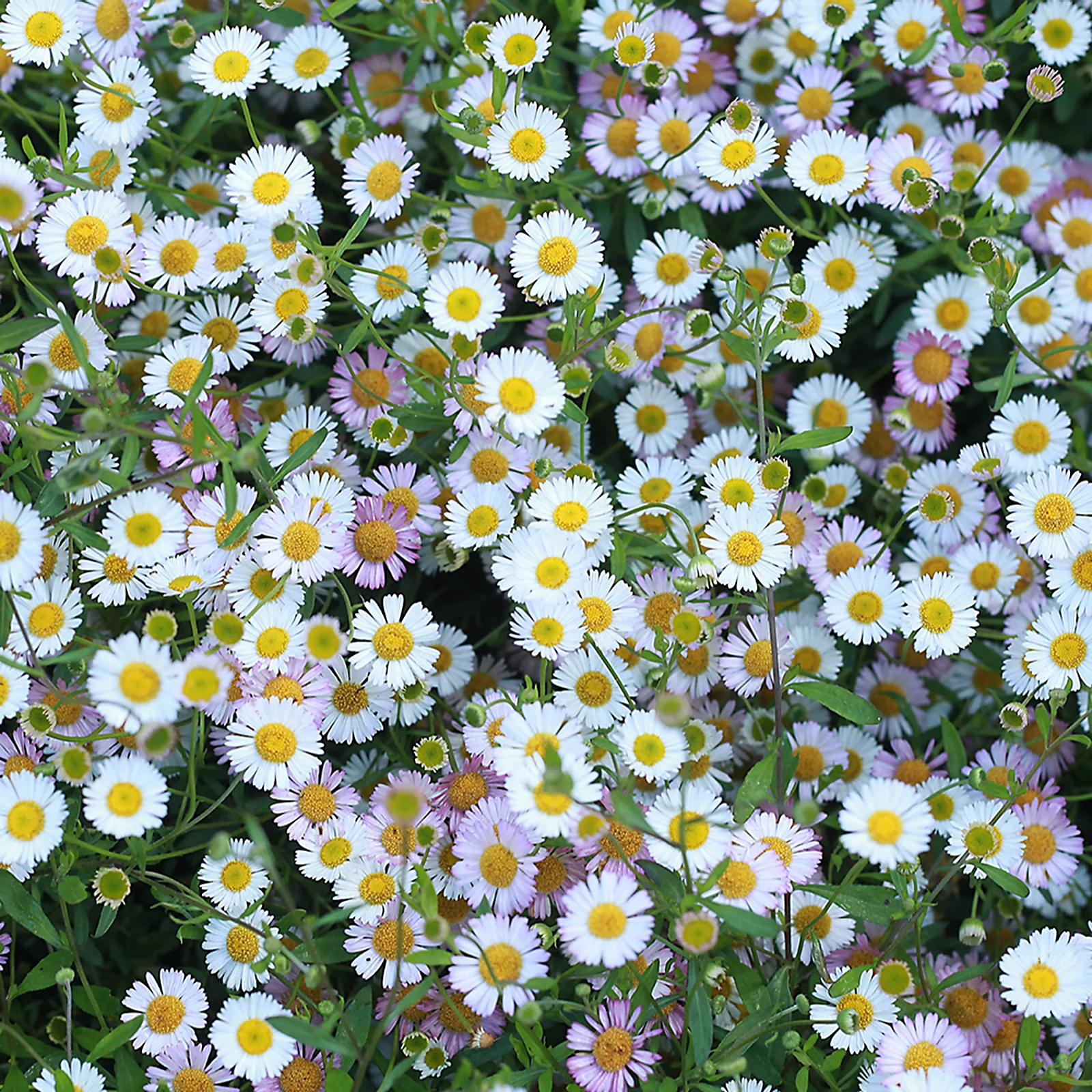 YouGarden Erigeron karvinskianus 'Sea of Blossom' Plug Plants x6