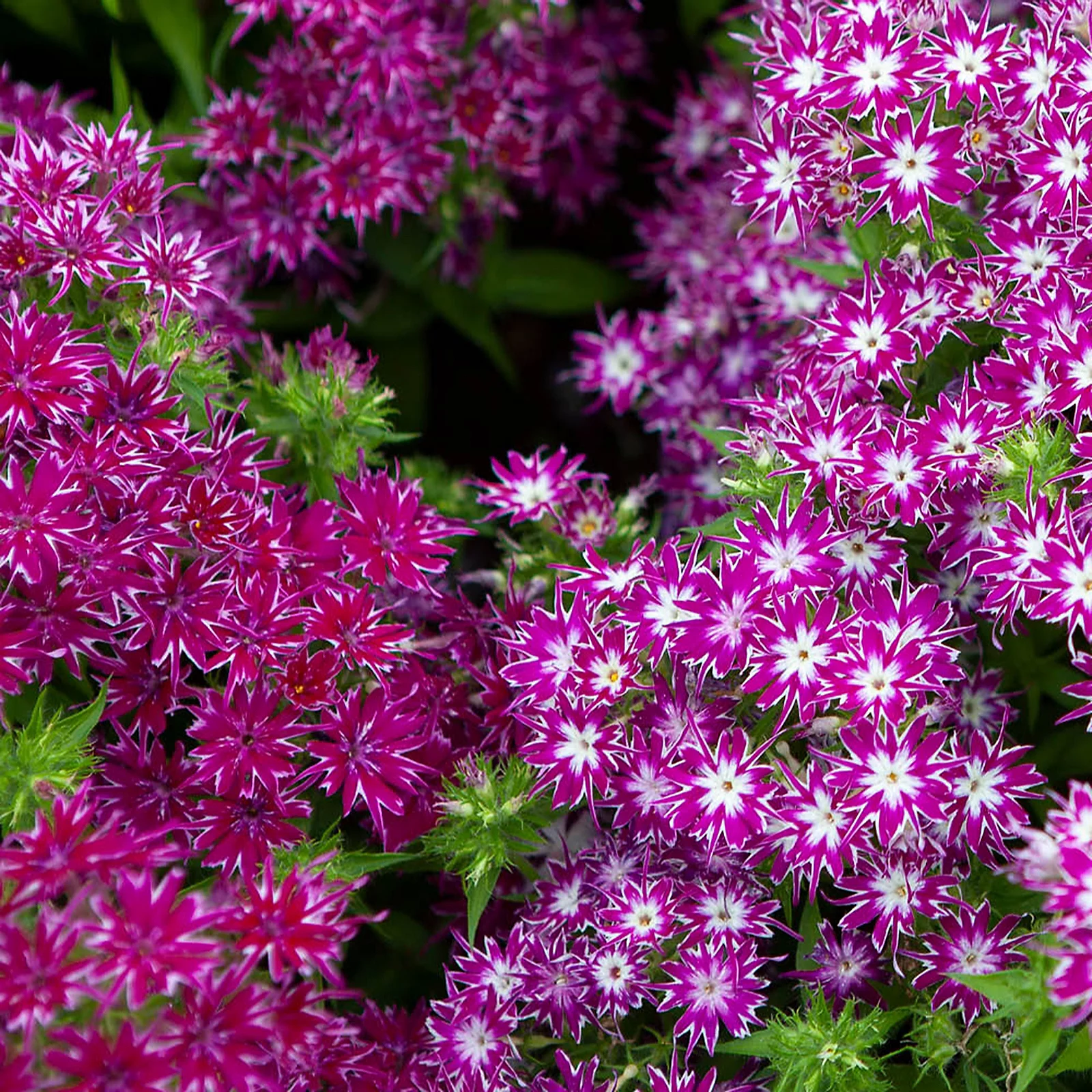 YouGarden Phlox 'Pop Stars Mix' plug plants x12