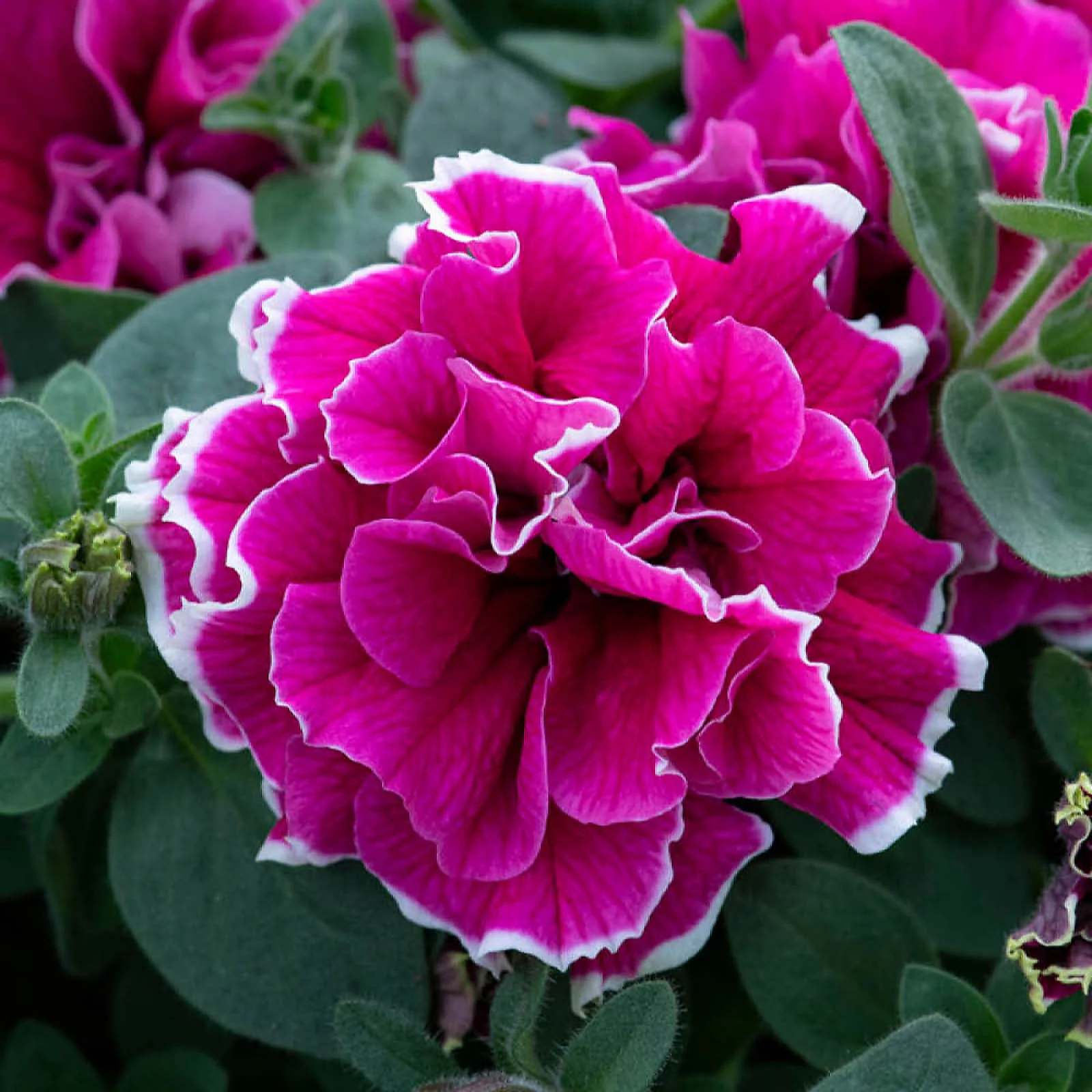 YouGarden Tumbelina Ruffles plug plant Collection x24