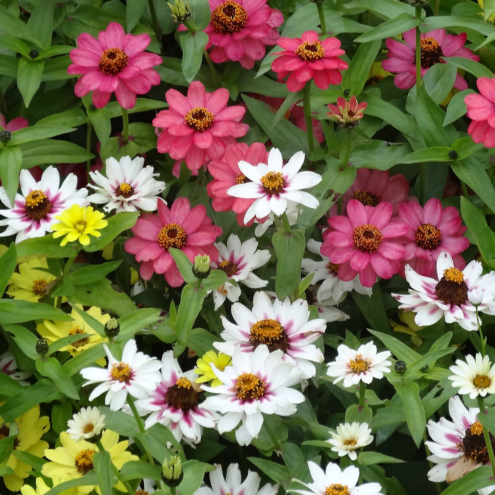 Plants2Gardens Zinnia Zaharra Raspberry Lemonade Mix 12 x 6cm