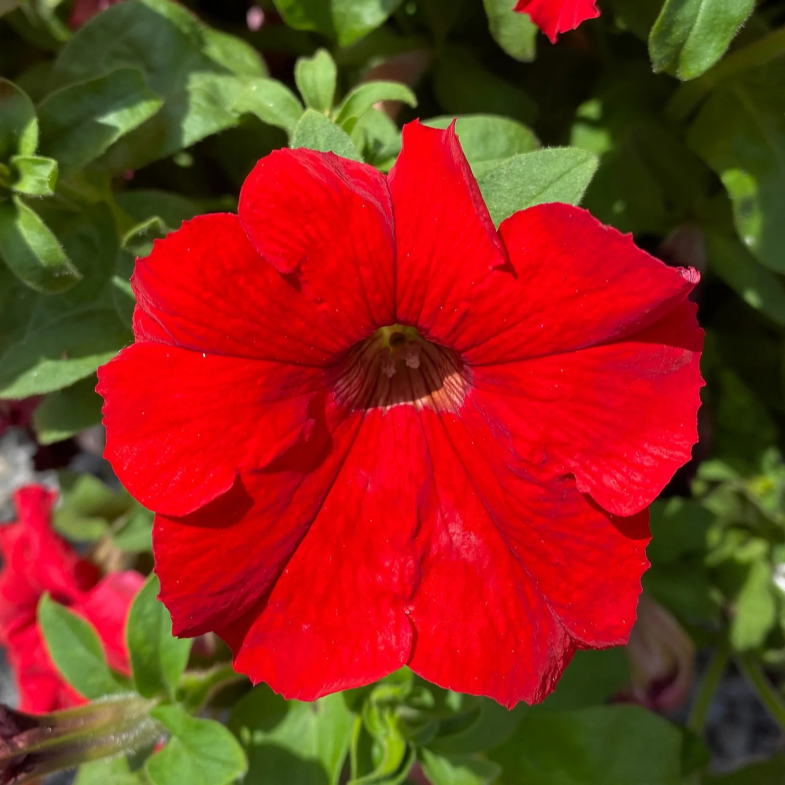 Richard Jackson Giant Flowered Surfinia Petunias 10x Power Plants