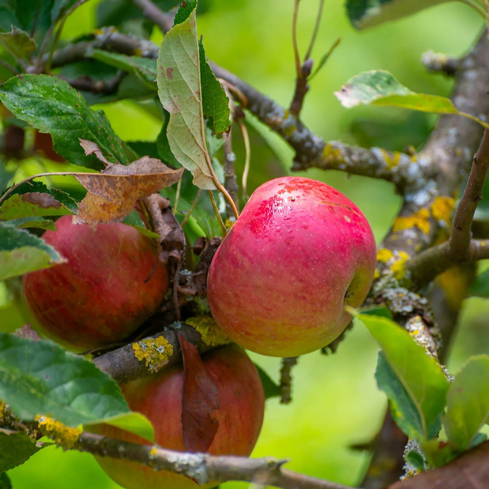 Suttons Apple (Malus) Elstar 2 Litre Pot x 1