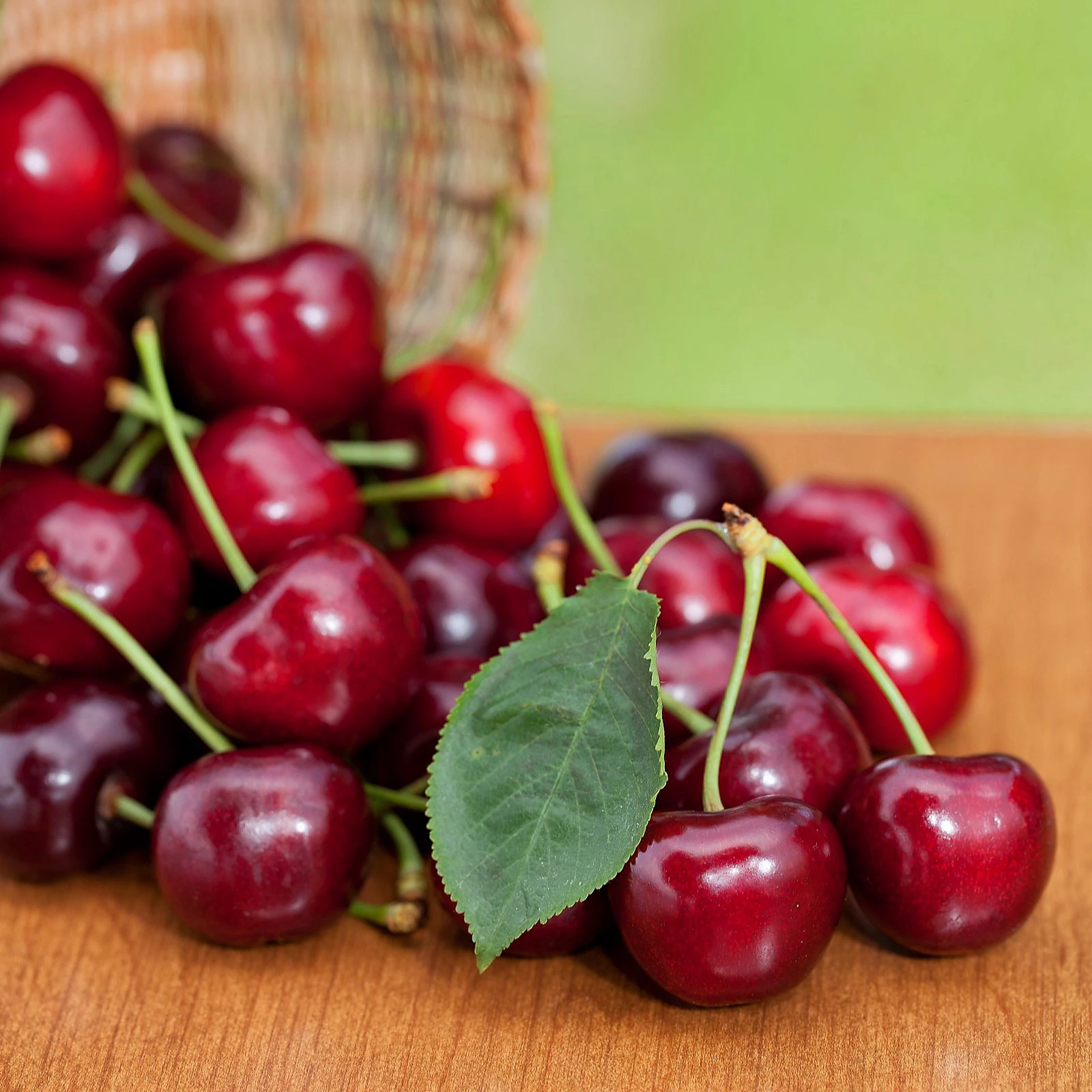 Suttons Cherry (Prunus) Duo Cherry Family Tree 5 Litre Pot x 1