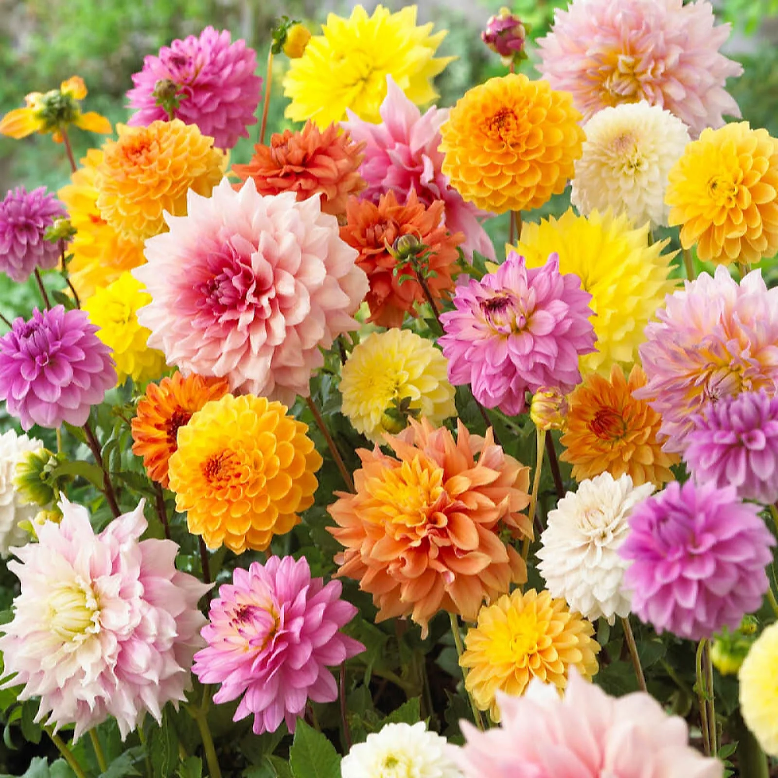 YouGarden Dahlia 'Patio Choice' Mix Tubers x20