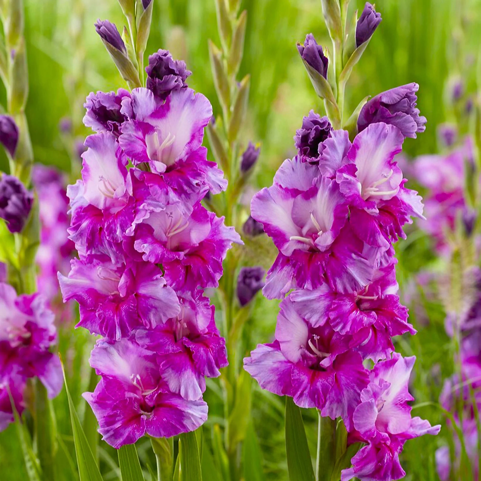 You Garden Gladioli 'Purple Art' Bulbs x20