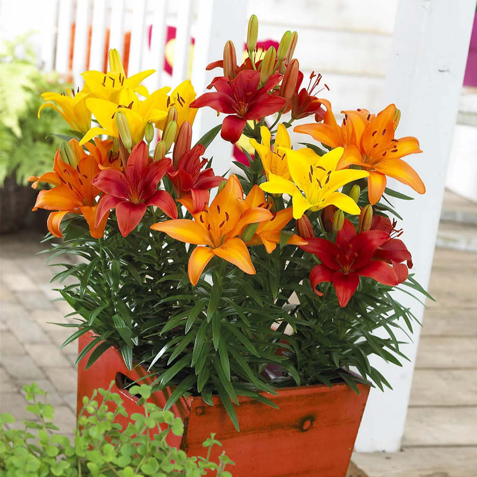 YouGarden Carpet Lilies 'Flame' Mix x20 Bulbs