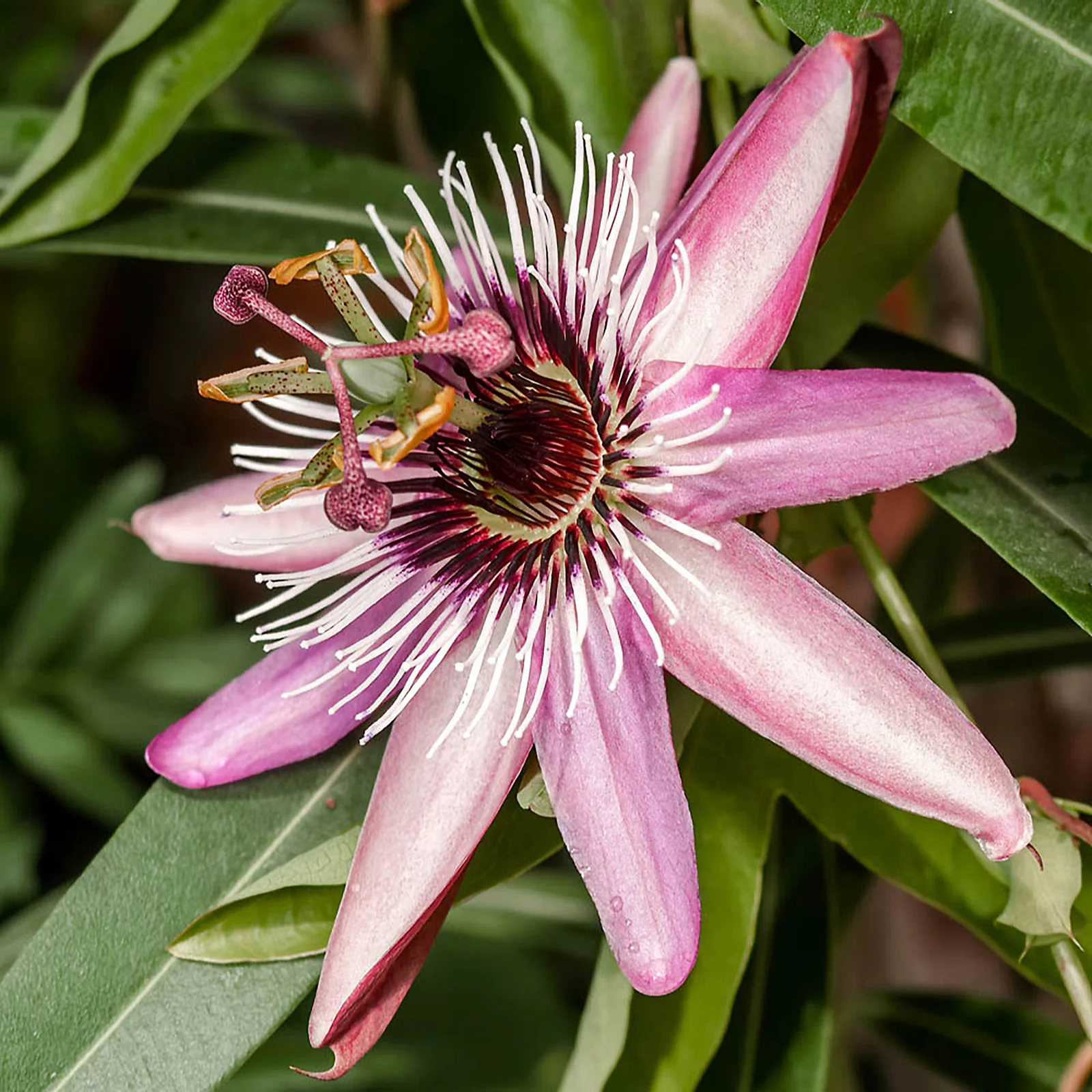 You Garden Passiflora Collection in 9cm pots x3