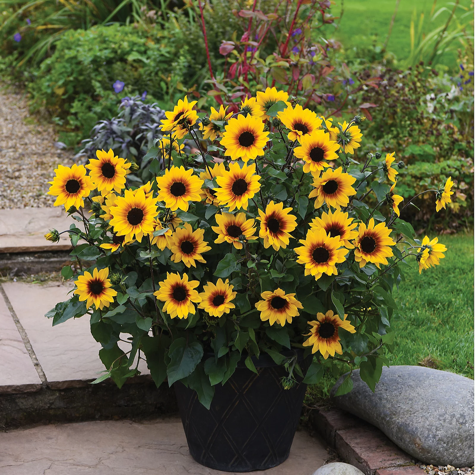 Thompson & Morgan Sunflower SunBelievable Brown Eyed Girl 9cm Pot x3