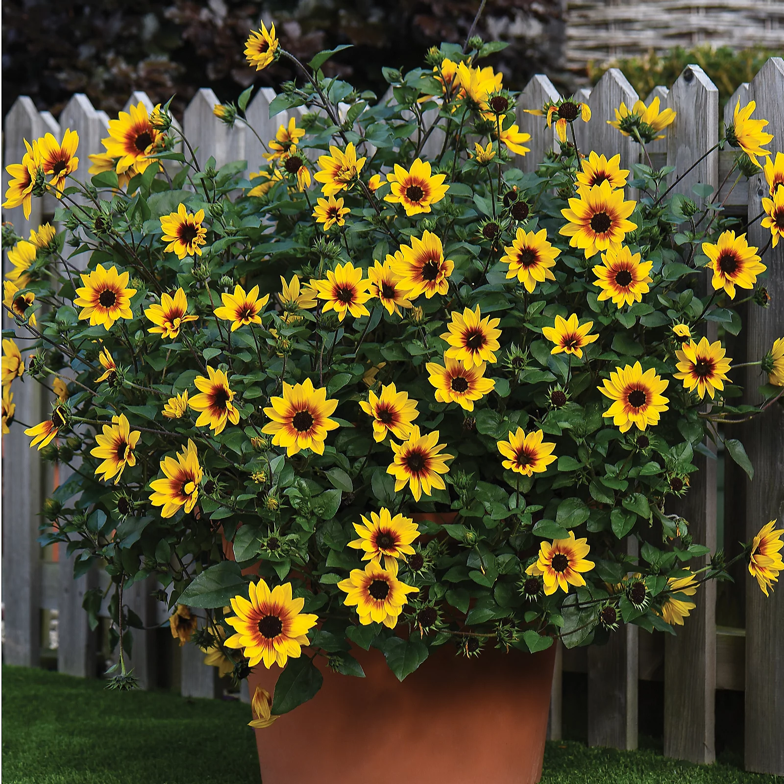 Thompson & Morgan Sunflower SunBelievable Brown Eyed Girl 9cm Pot x3 4 Thompson & Morgan Sunflower SunBelievable Brown Eyed Girl 9cm Pot x3