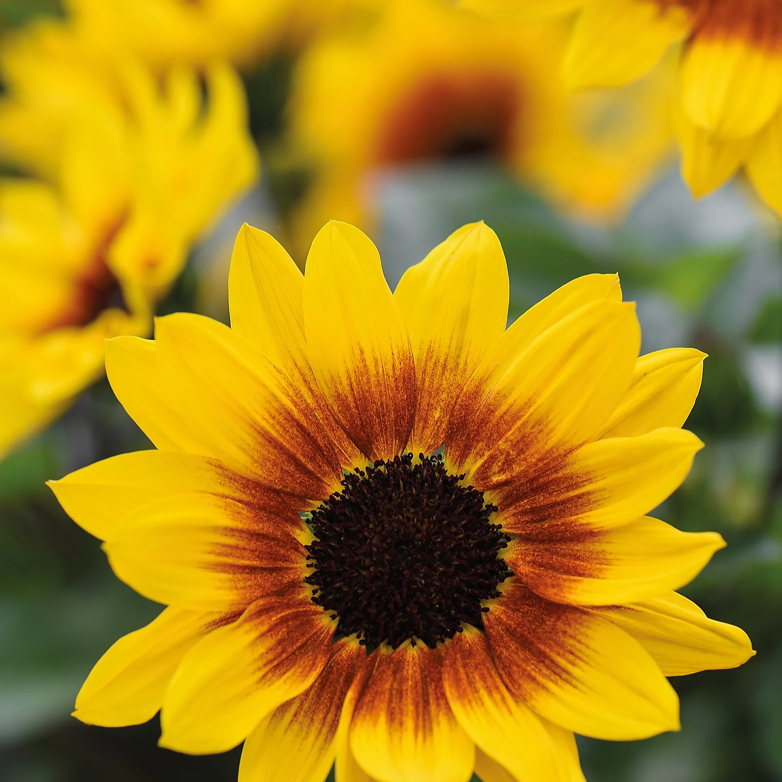 Thompson & Morgan Sunflower SunBelievable Brown Eyed Girl 9cm Pot x3 5 Thompson & Morgan Sunflower SunBelievable Brown Eyed Girl 9cm Pot x3
