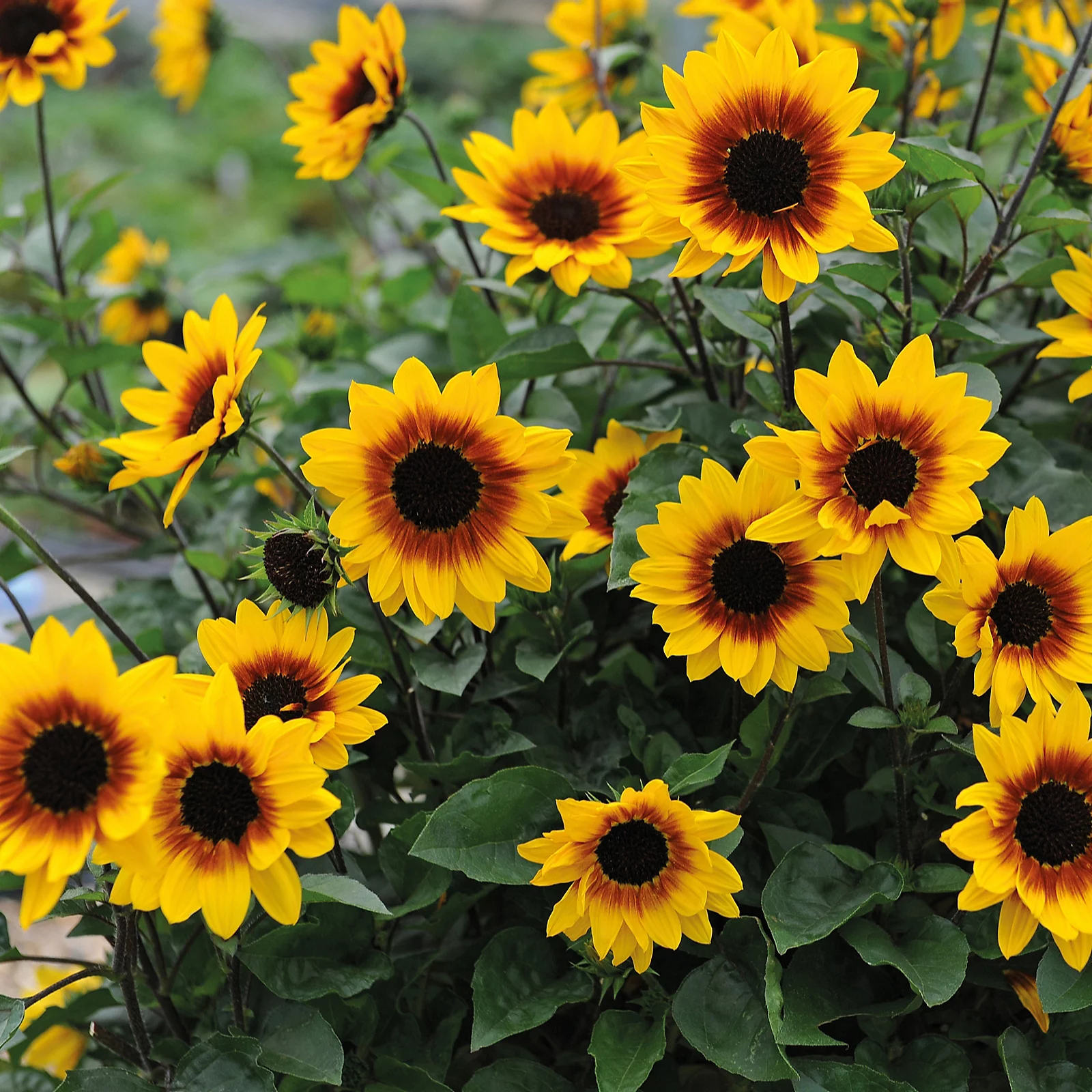 Thompson & Morgan Sunflower SunBelievable Brown Eyed Girl 9cm Pot x3 6 Thompson & Morgan Sunflower SunBelievable Brown Eyed Girl 9cm Pot x3