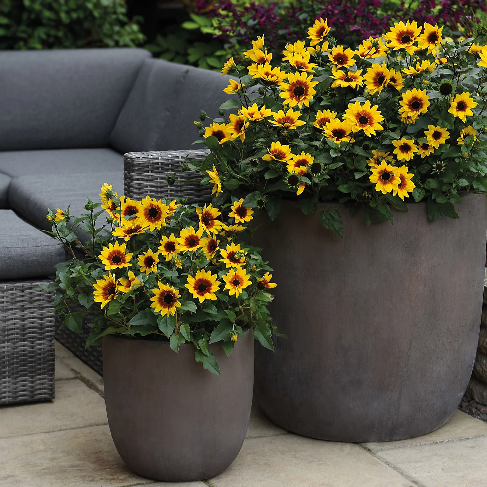 Thompson & Morgan Sunflower SunBelievable Brown Eyed Girl 9cm Pot x3 7 Thompson & Morgan Sunflower SunBelievable Brown Eyed Girl 9cm Pot x3
