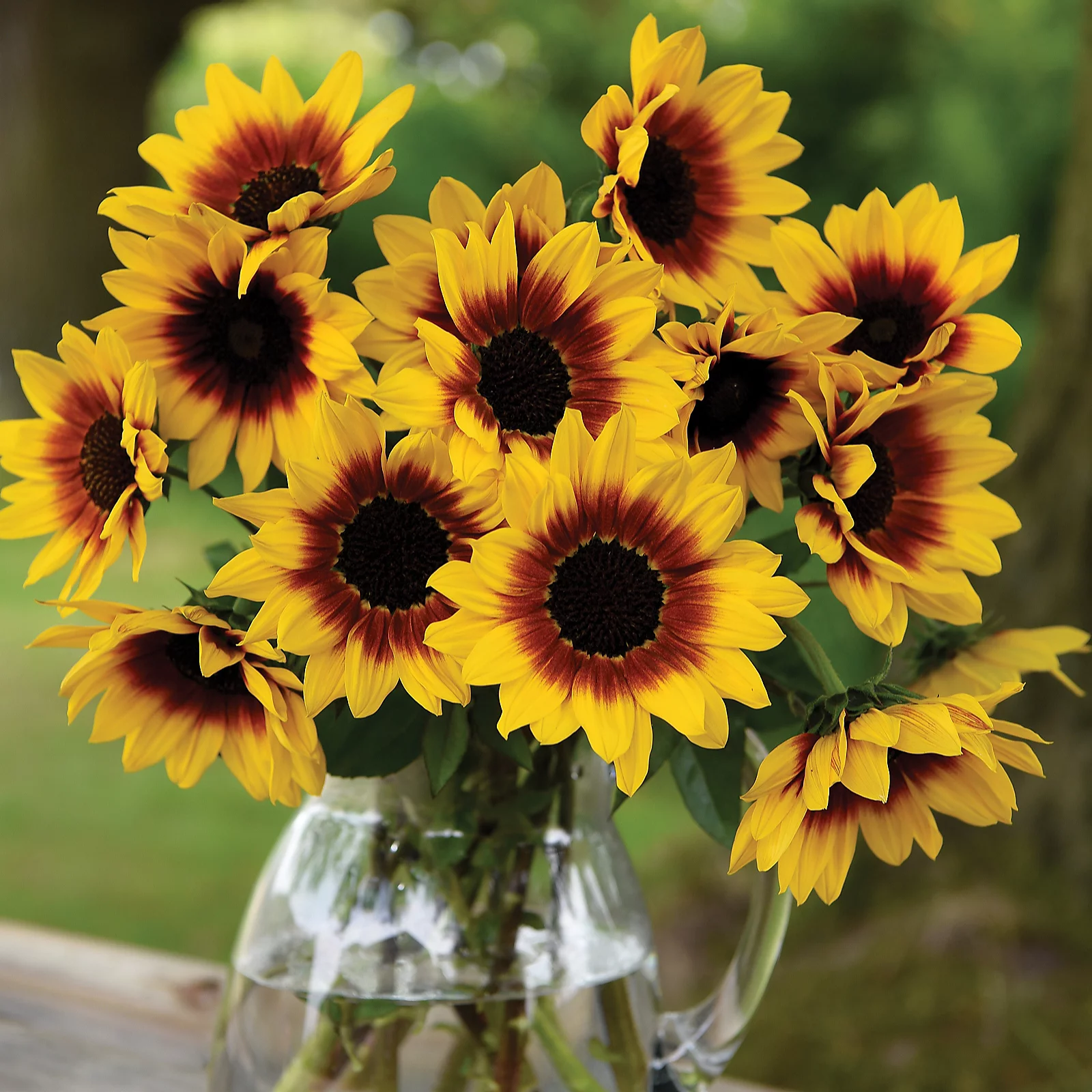 Thompson & Morgan Sunflower SunBelievable Brown Eyed Girl 9cm Pot x3 8 Thompson & Morgan Sunflower SunBelievable Brown Eyed Girl 9cm Pot x3