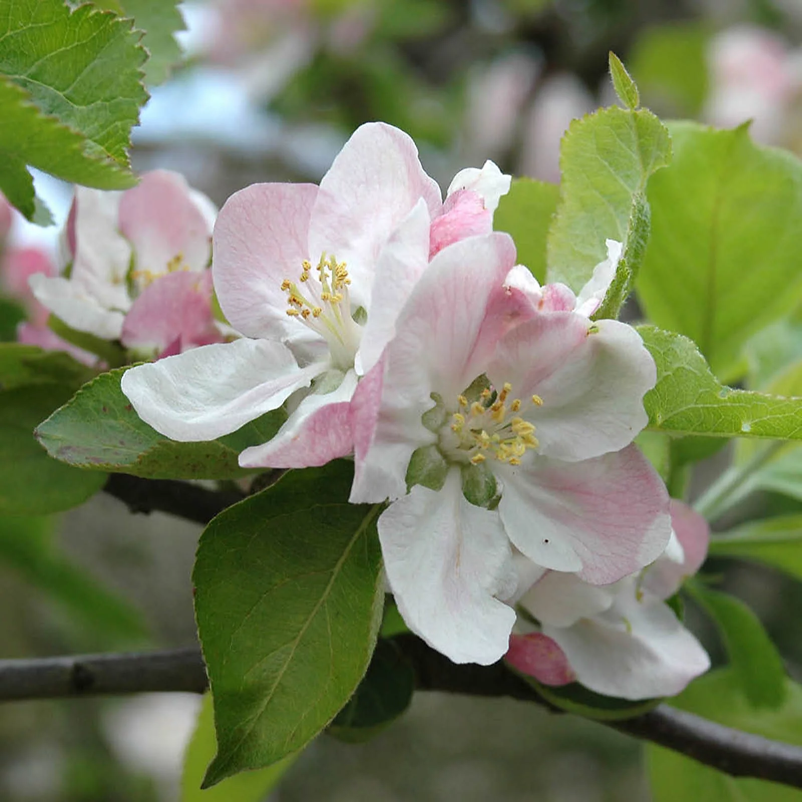 YouGarden Pair of Apple 'Braeburn' Tree Bare Roots