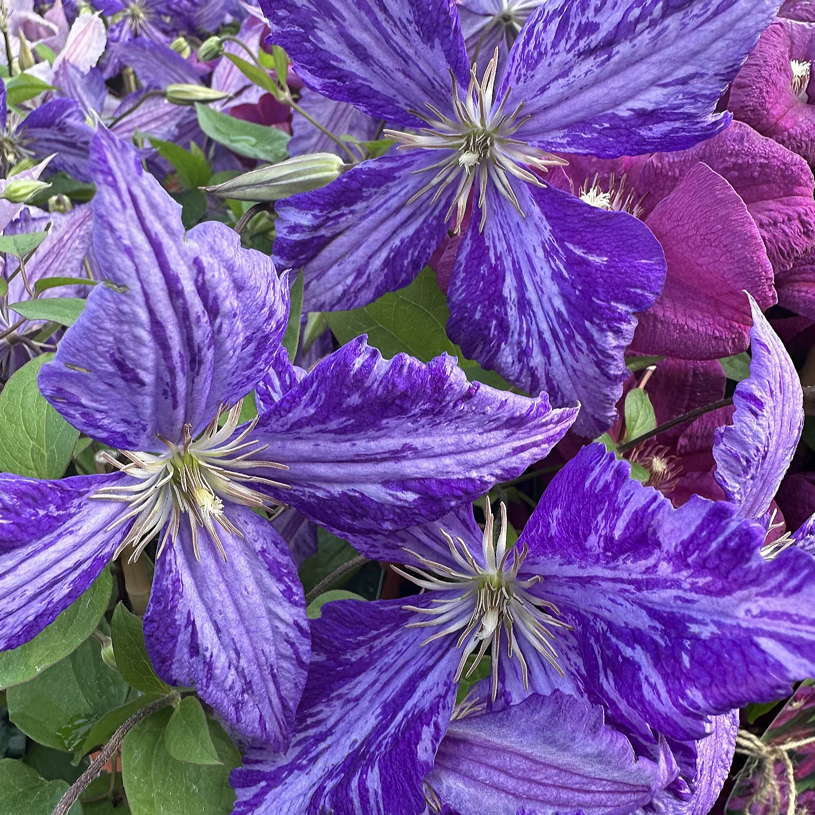 Plants2Gardens Clematis Tie Dye 2ltr