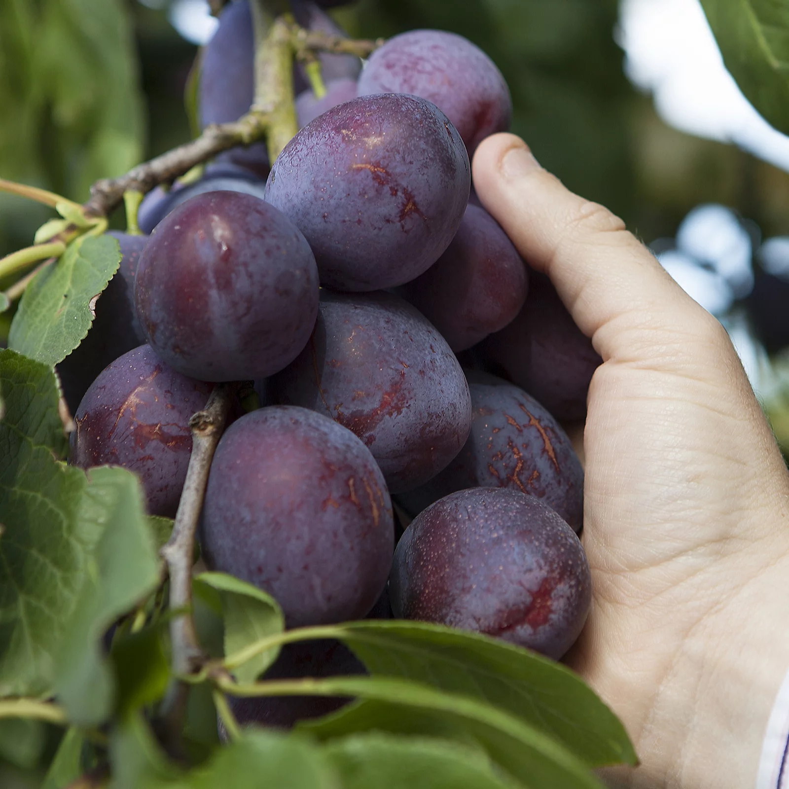 YouGarden Pair of Duo Fruit trees Cherry & Plum