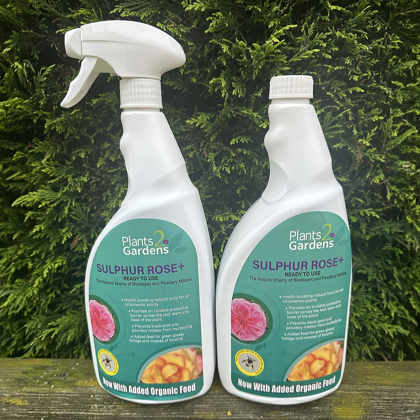 Plants2Gardens Sulphur Rose Plus Twin Pack