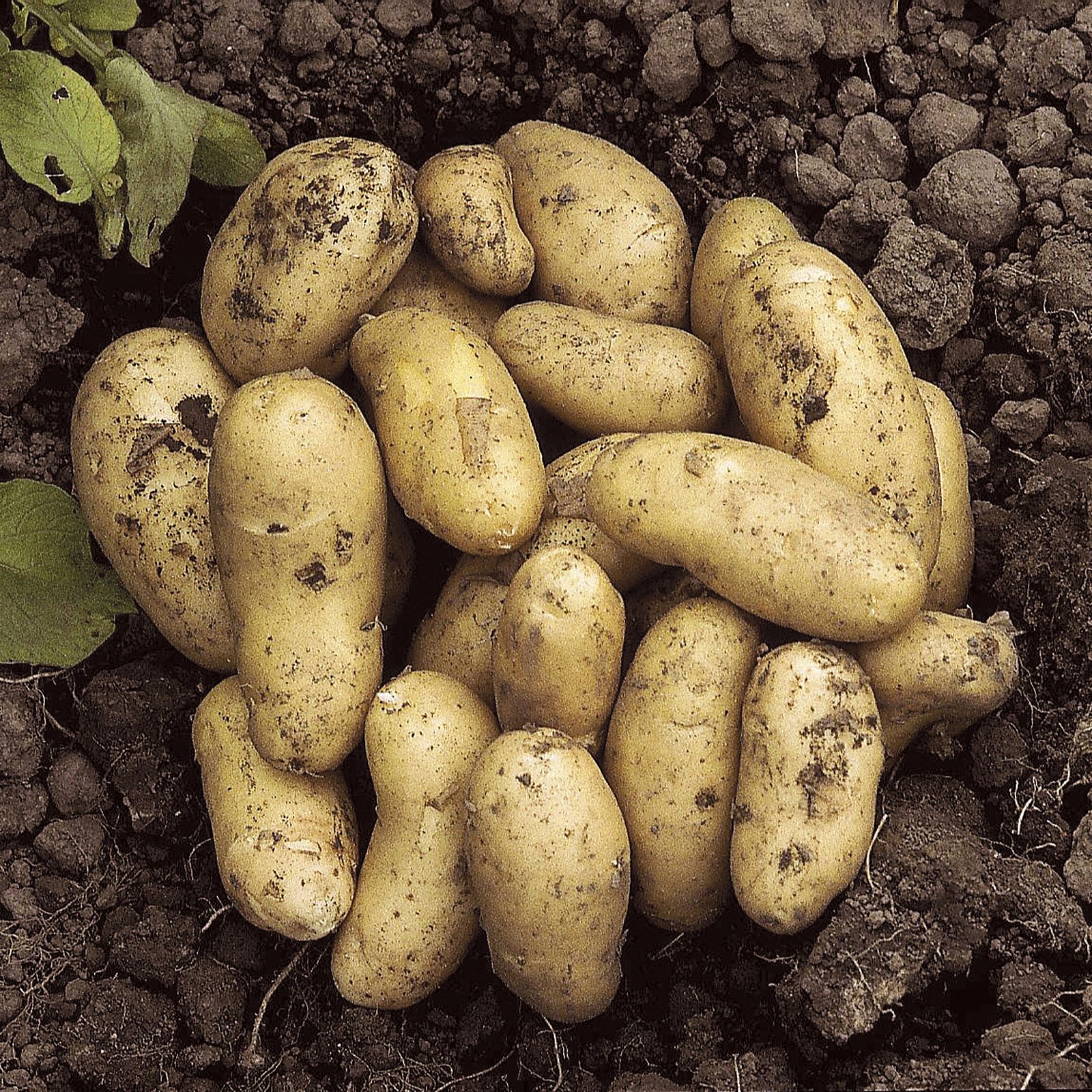 YouGarden Potato Growing Kit x3 Varieties & 45L Grow Bag