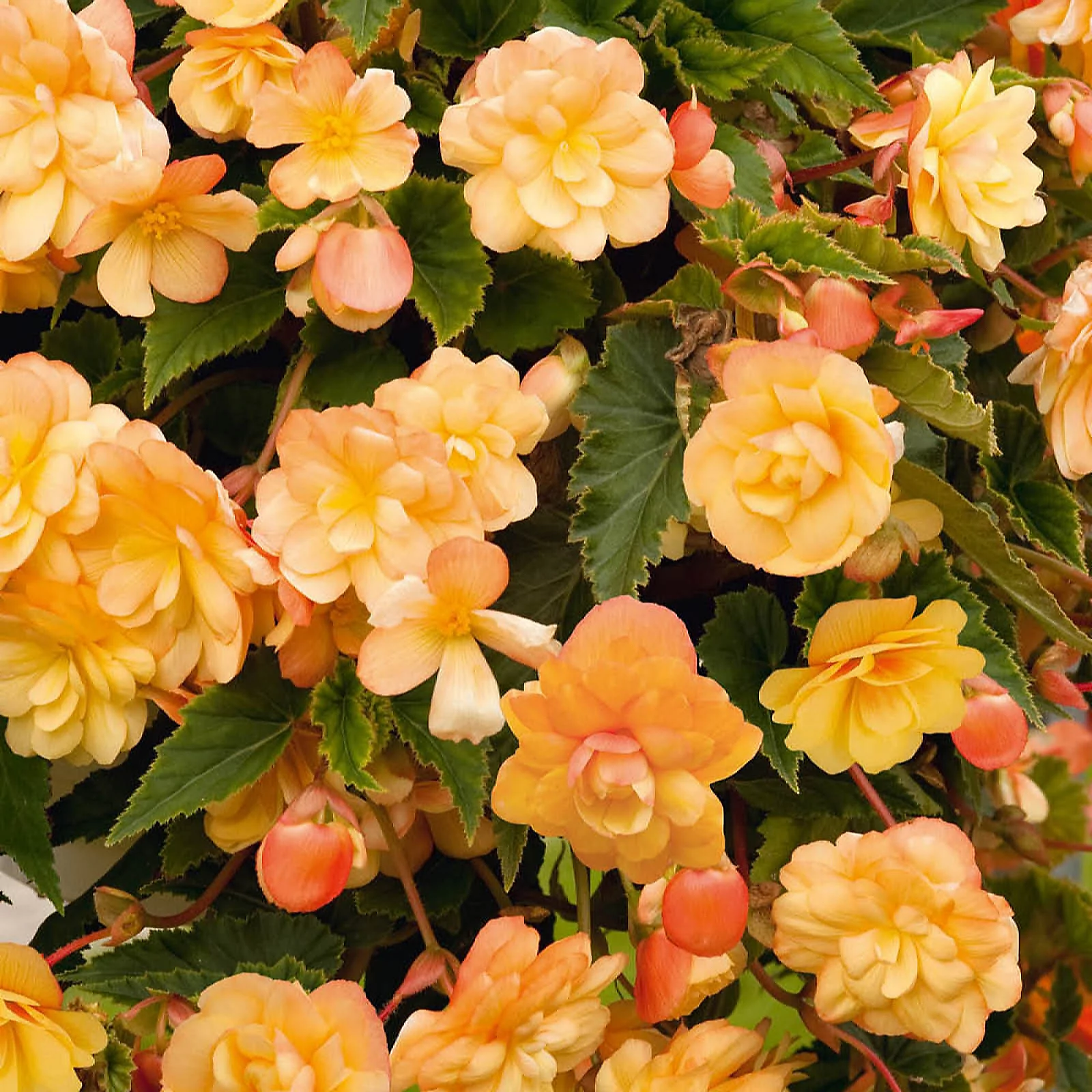 YouGarden Begonia Apricot Fiery Shades tubers x 20