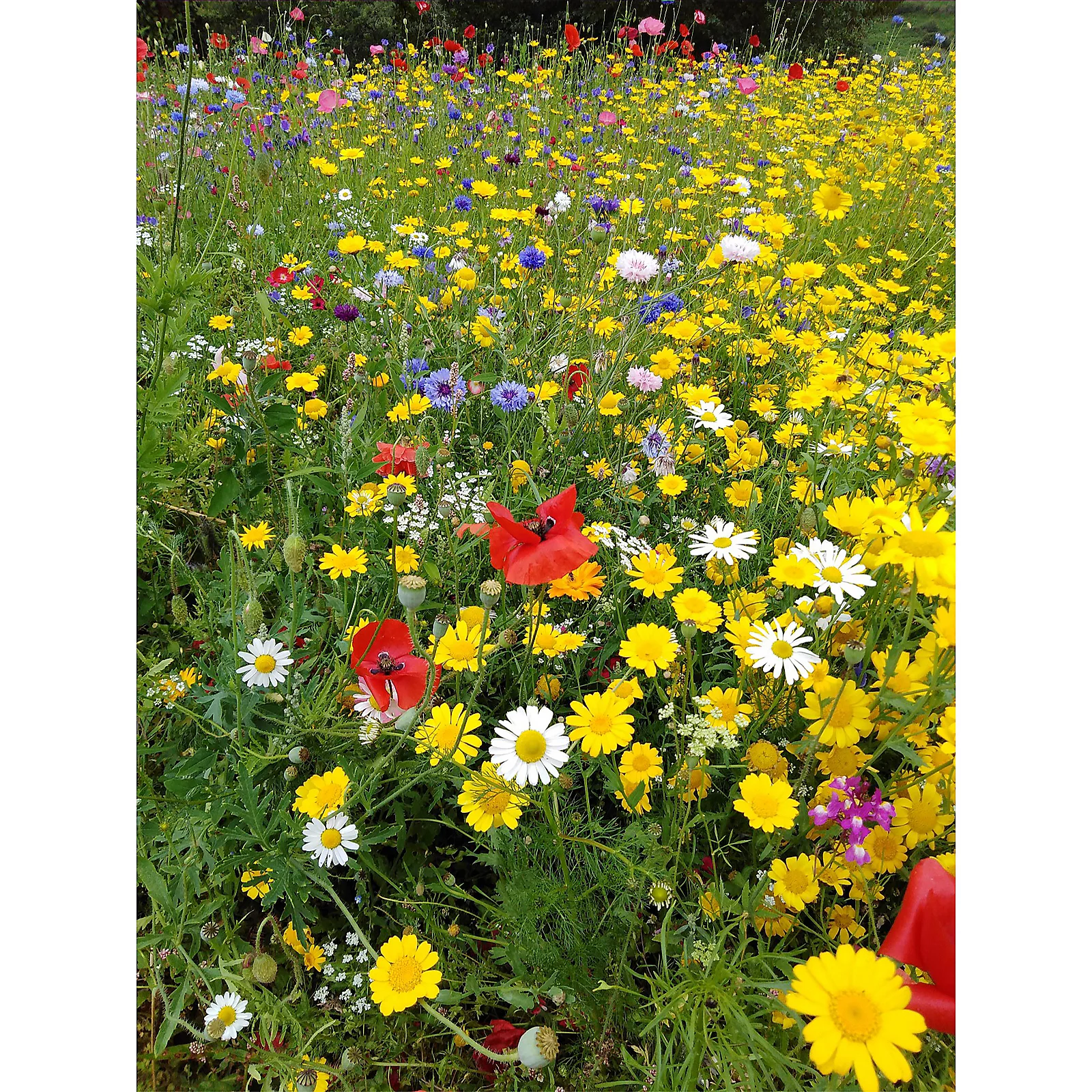 Thompson & Morgan Scatter Pack Wild Flowers Ultimate Mix