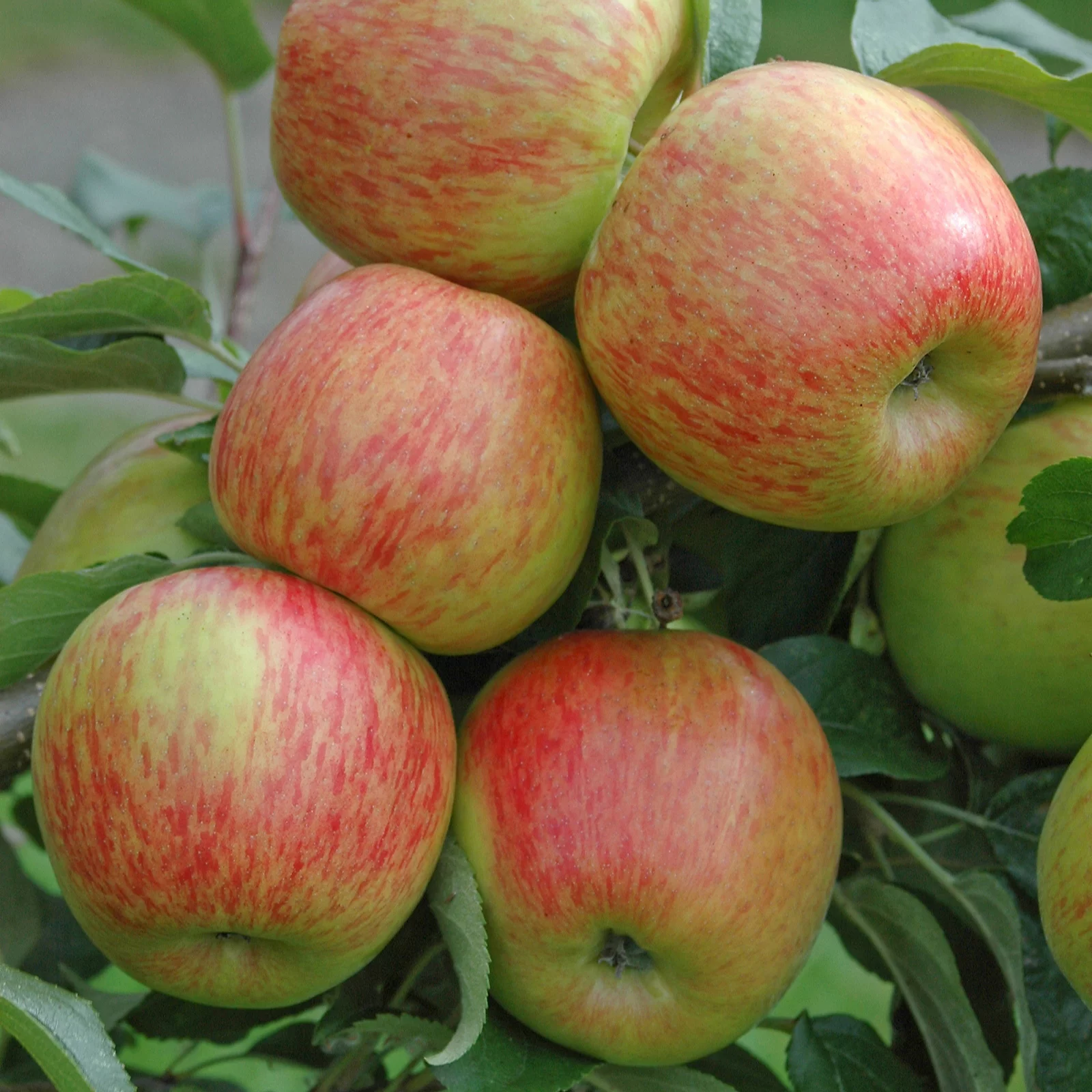 YouGarden Mini Orchard Fruit Tree Collection of bare roots x 3