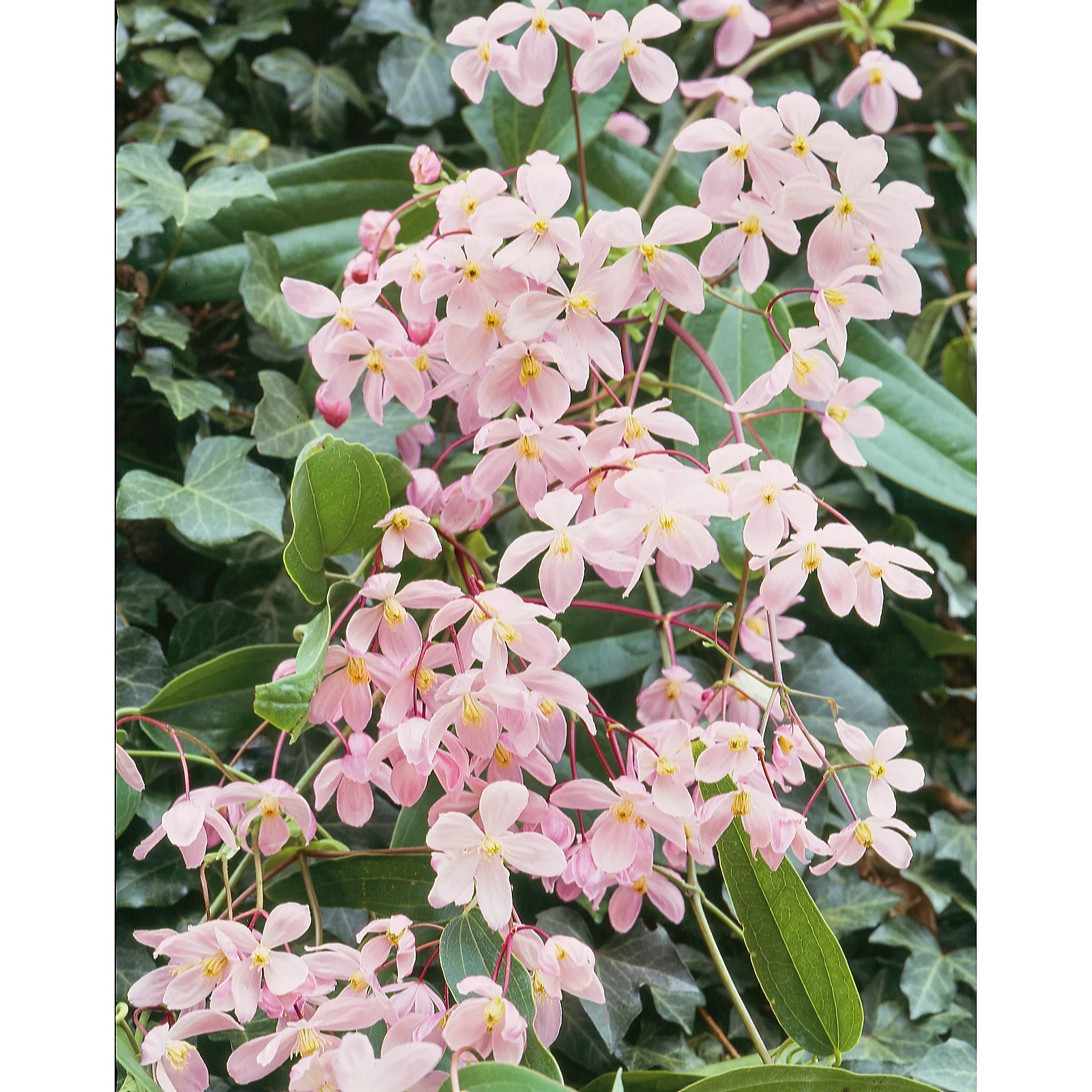 Plants2Garden Clematis Appleblossom 2ltr