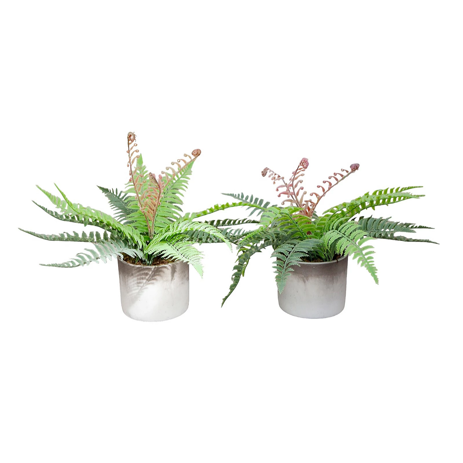 Peony Set of 2 Fern Plants in a Two-Tone Cement Pots